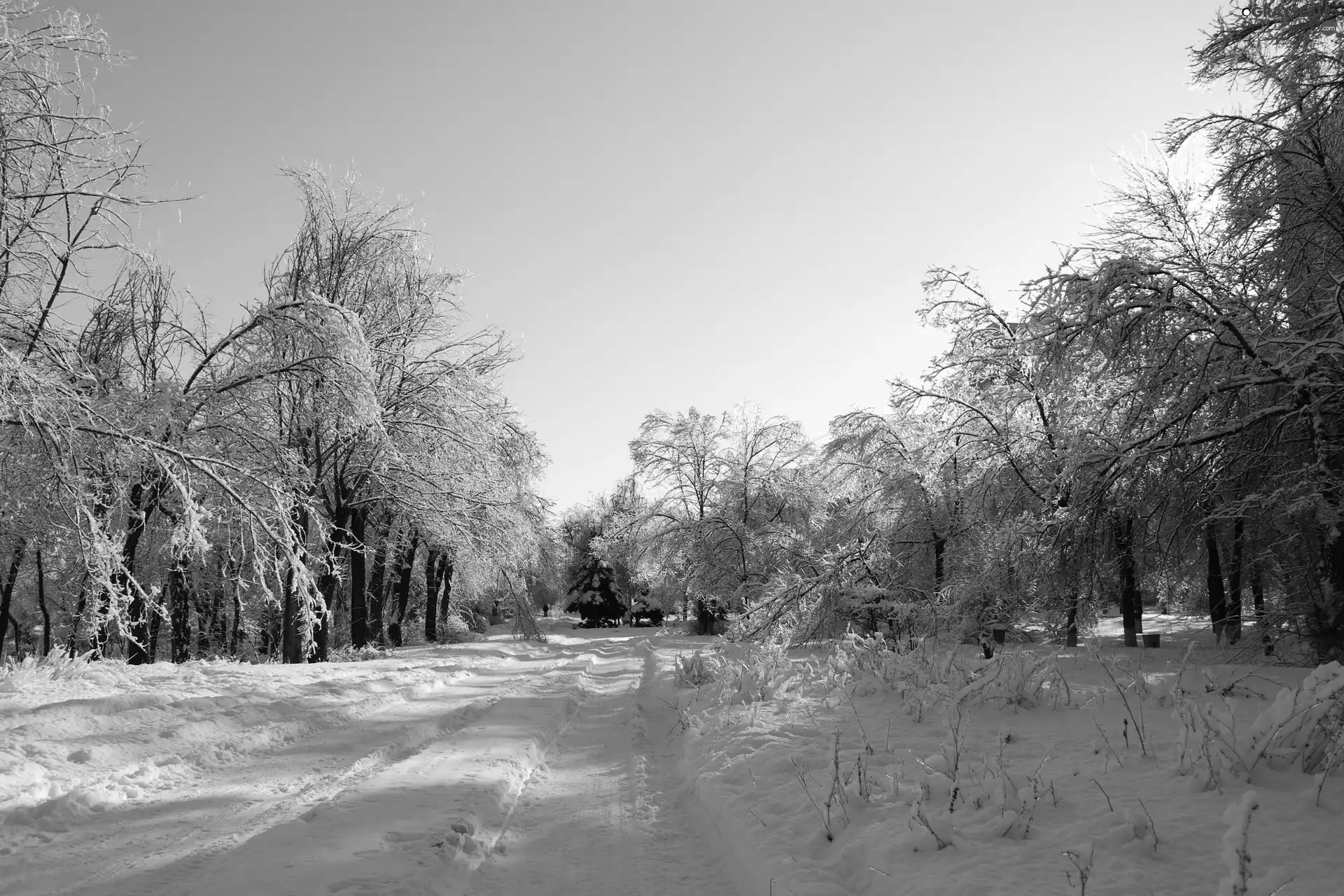 viewes, Park, bench, winter, Way, trees