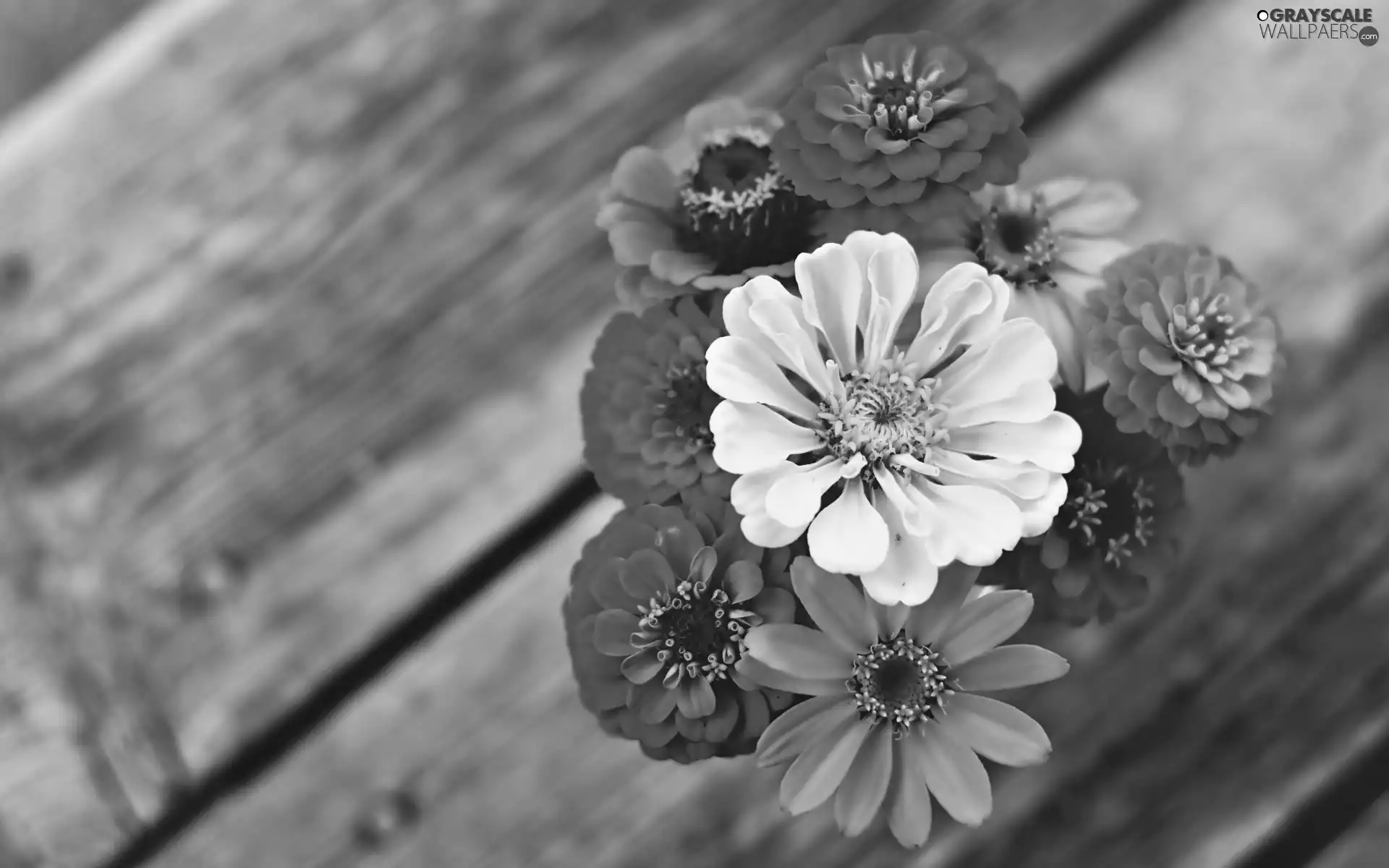 Bench, Flowers, Zinnias