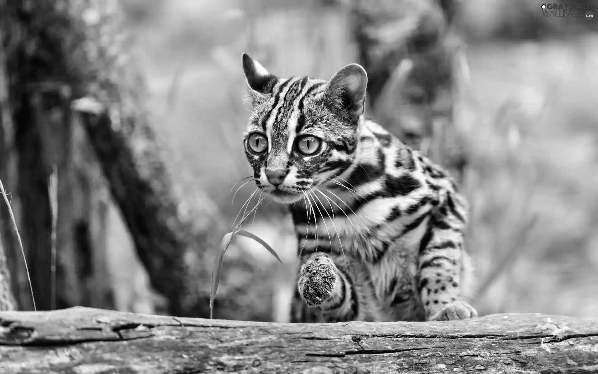 bengal, Interested, kitten