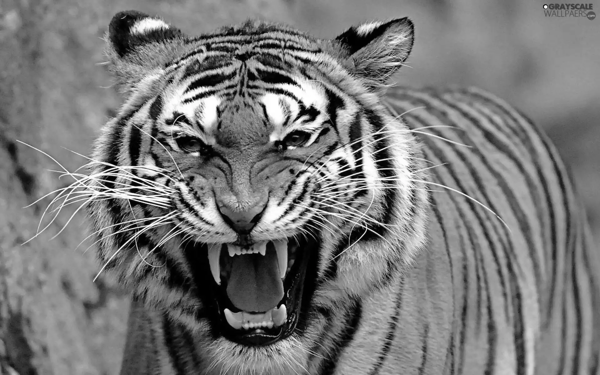 bengal, dangerous, tiger