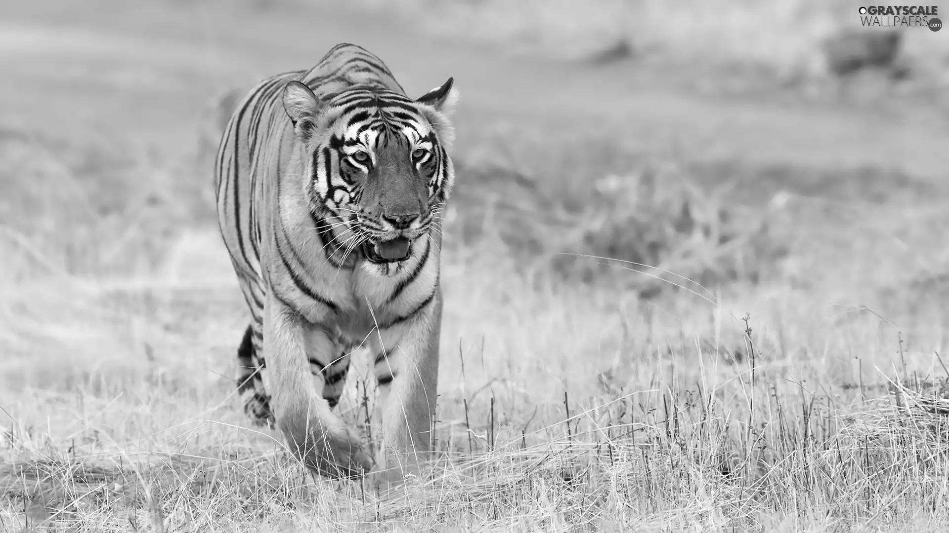 Bengal Tiger