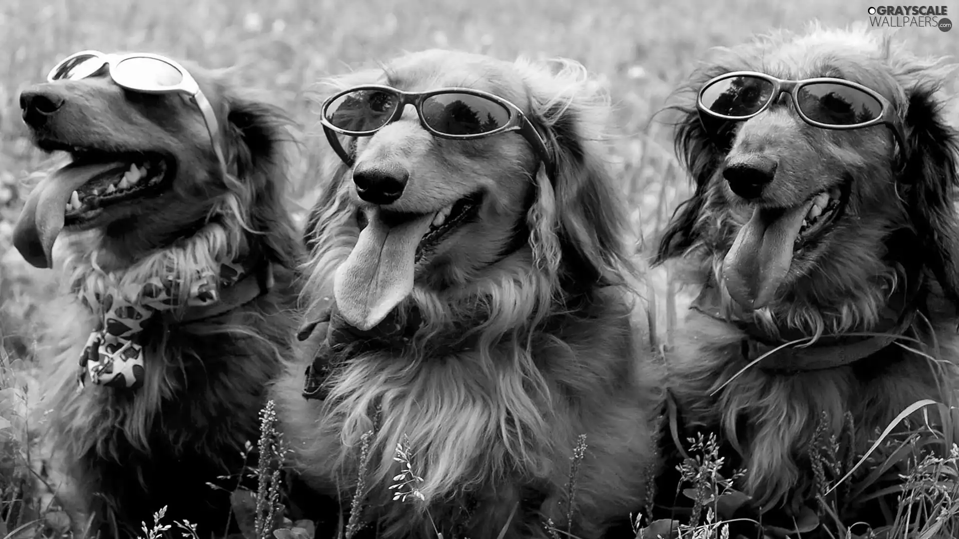 bespectacled, solar, Dogs, ##, Three