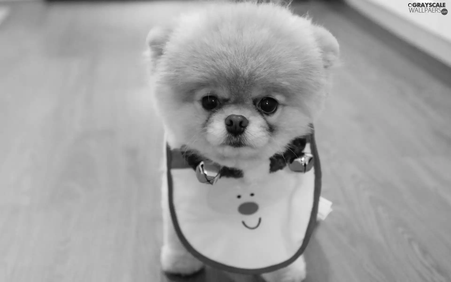 Pomeranian, bib, doggy, Toy Spitz, honeyed