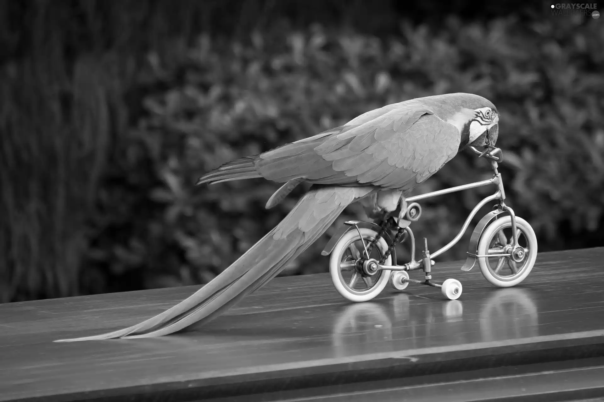 Bicycle, Blue, parrot