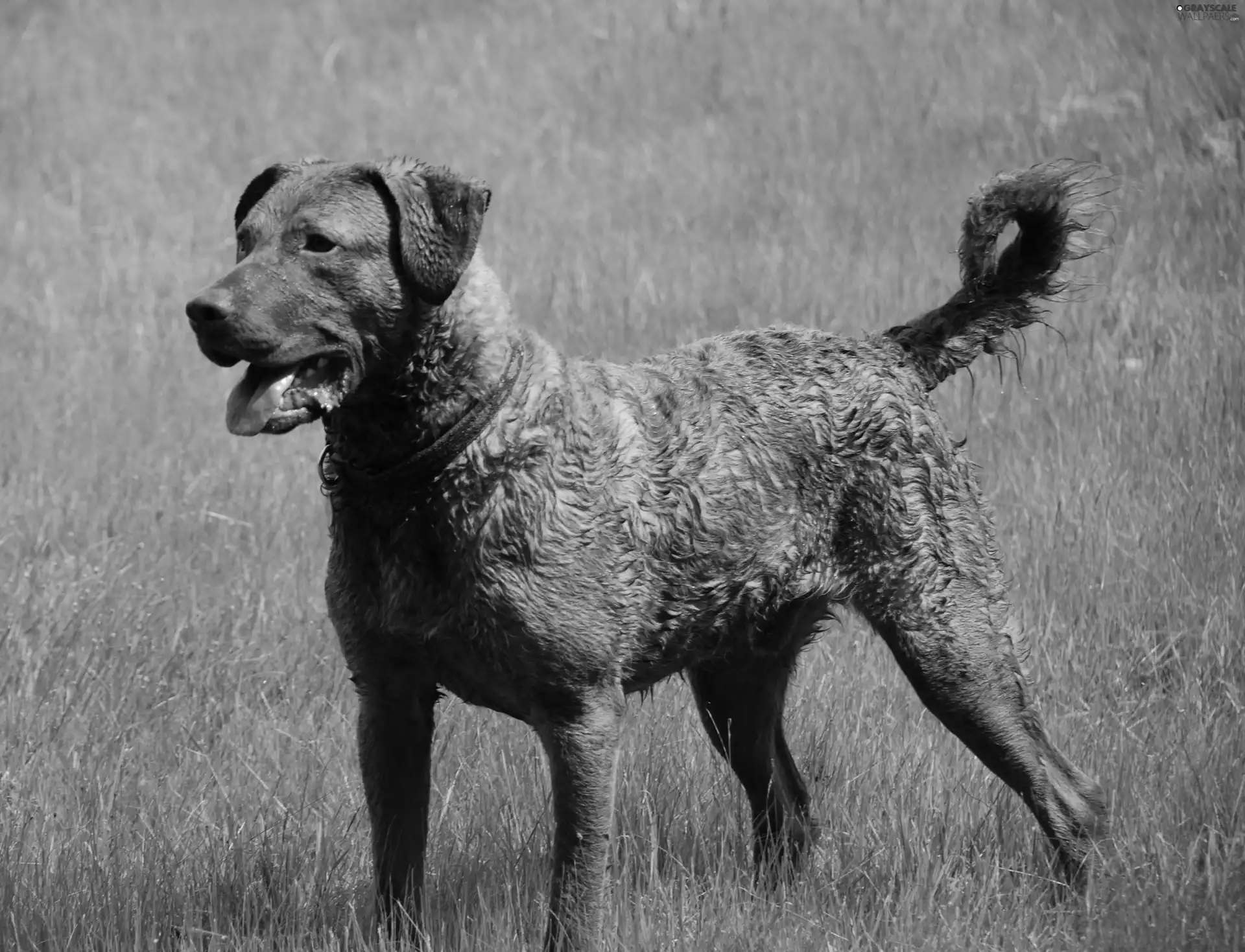 Chesapeake Bay retriever, Beatyfull, Big