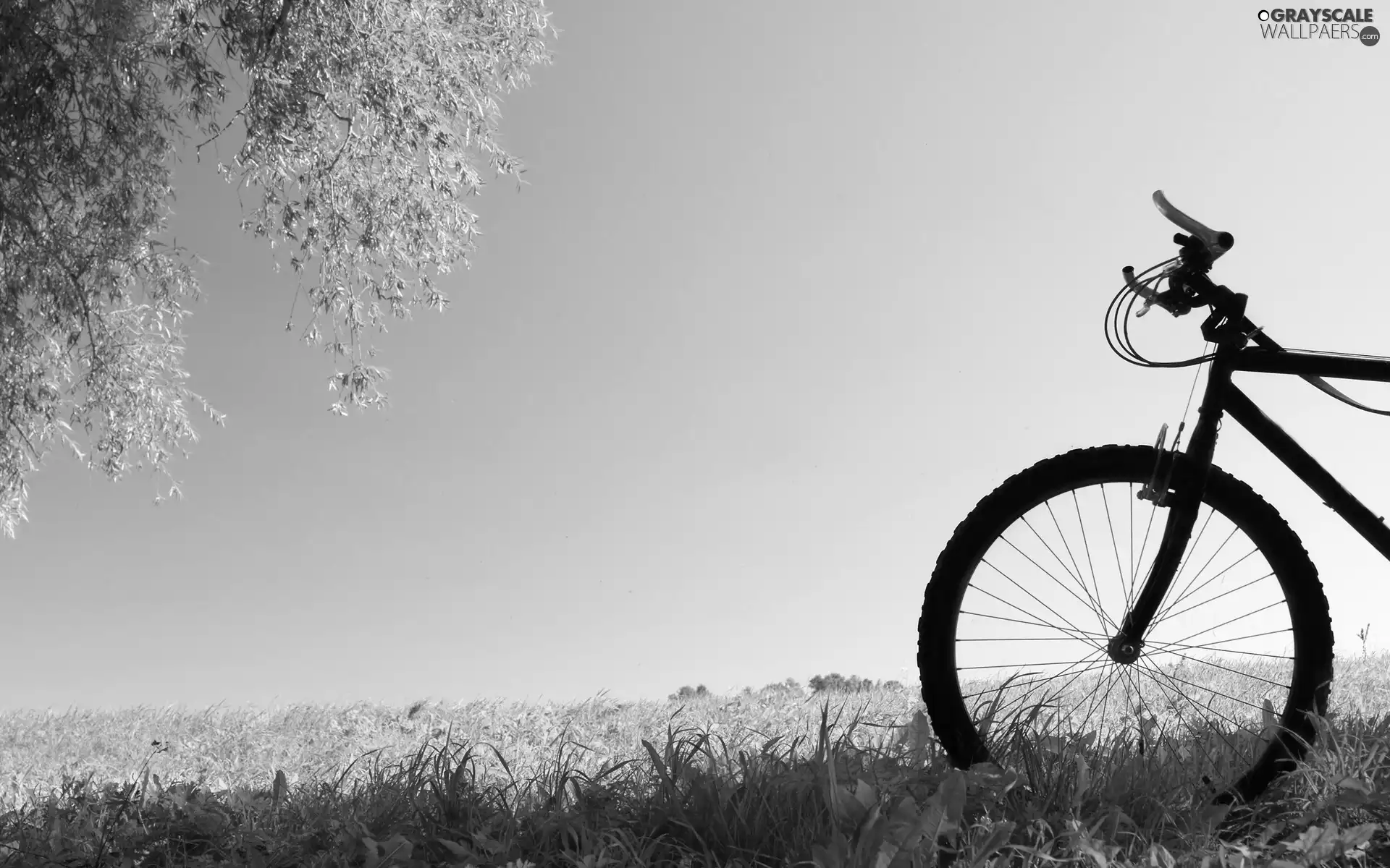 Meadow, Bike