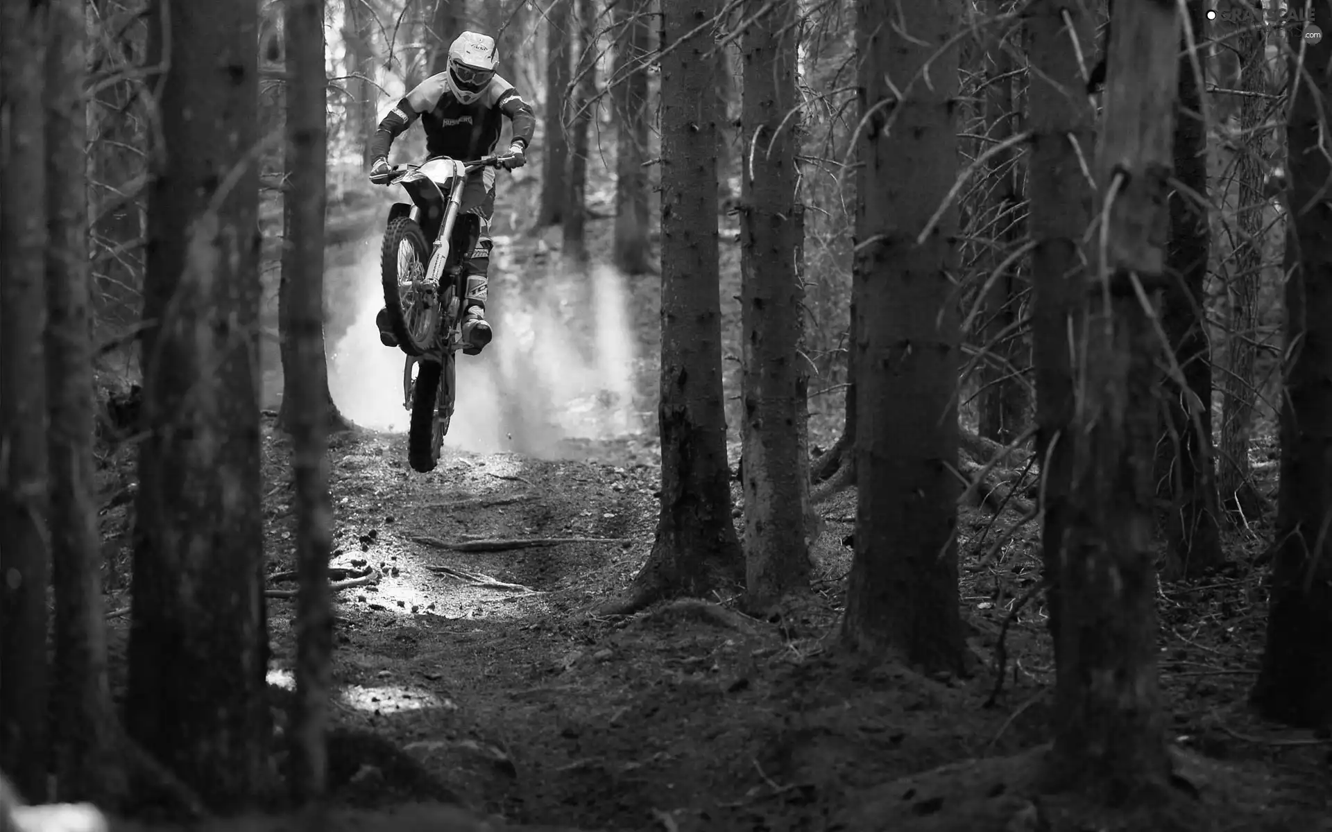viewes, forest, motor-bike, Motorcyclist, Path, trees