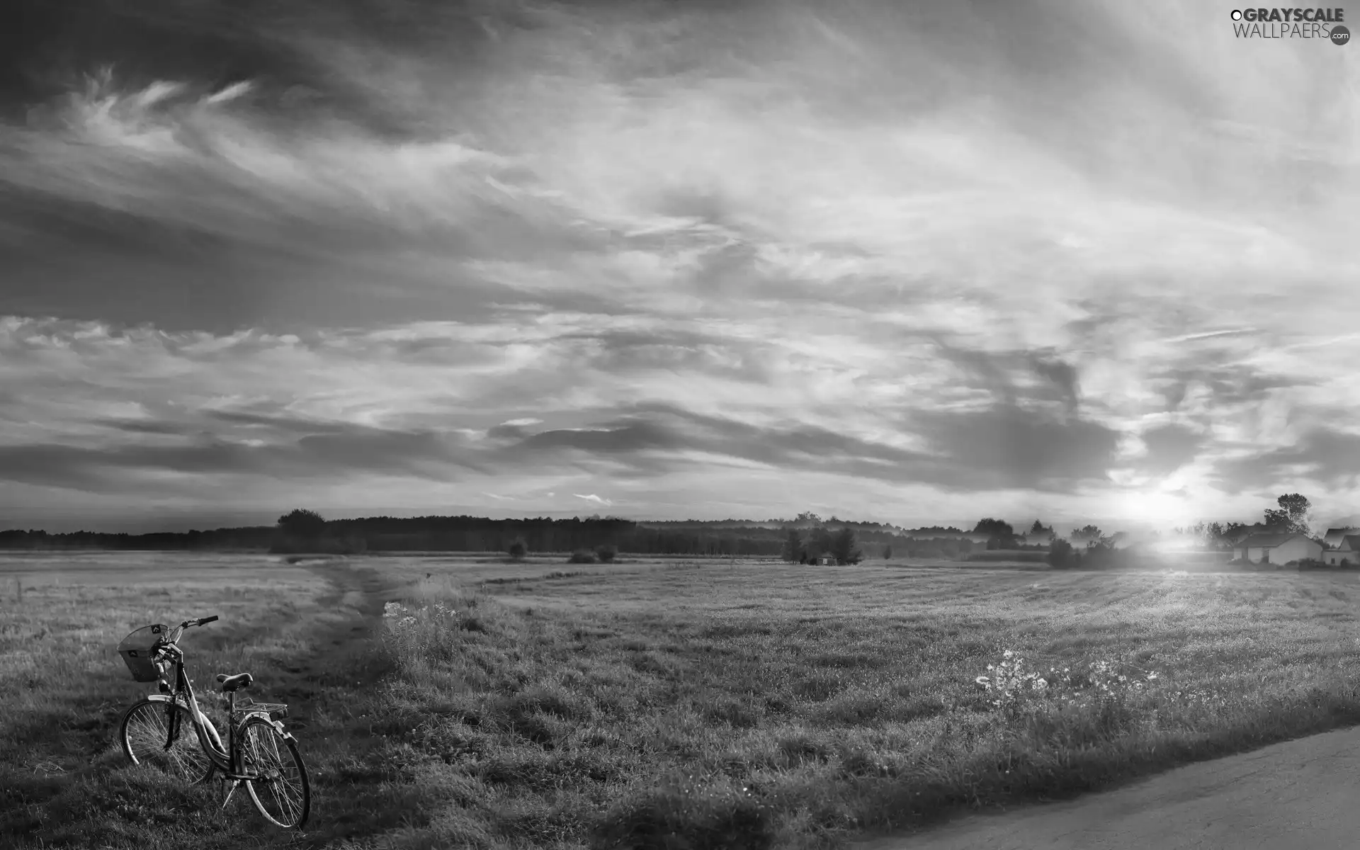 woods, field, east, Way, Meadow, Bike, sun
