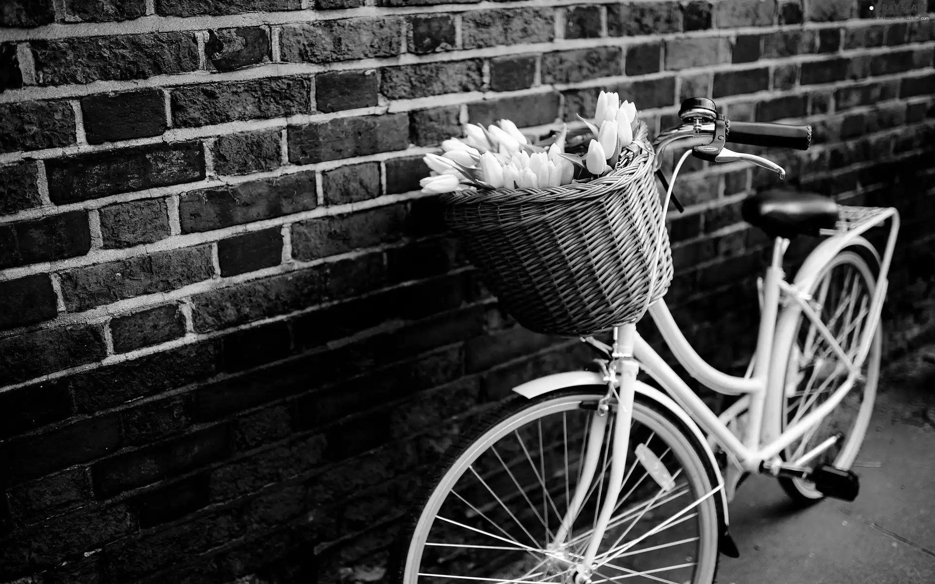 Bike, wall, Tulips, basket, Yellow