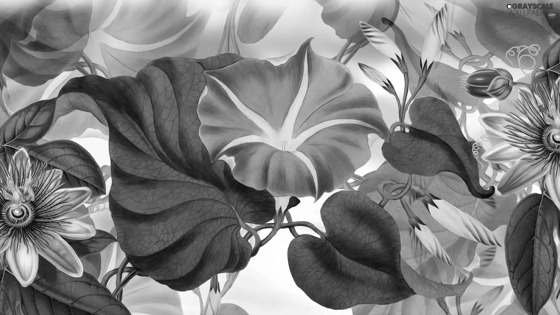 2D Graphics, Flowers, bindweed