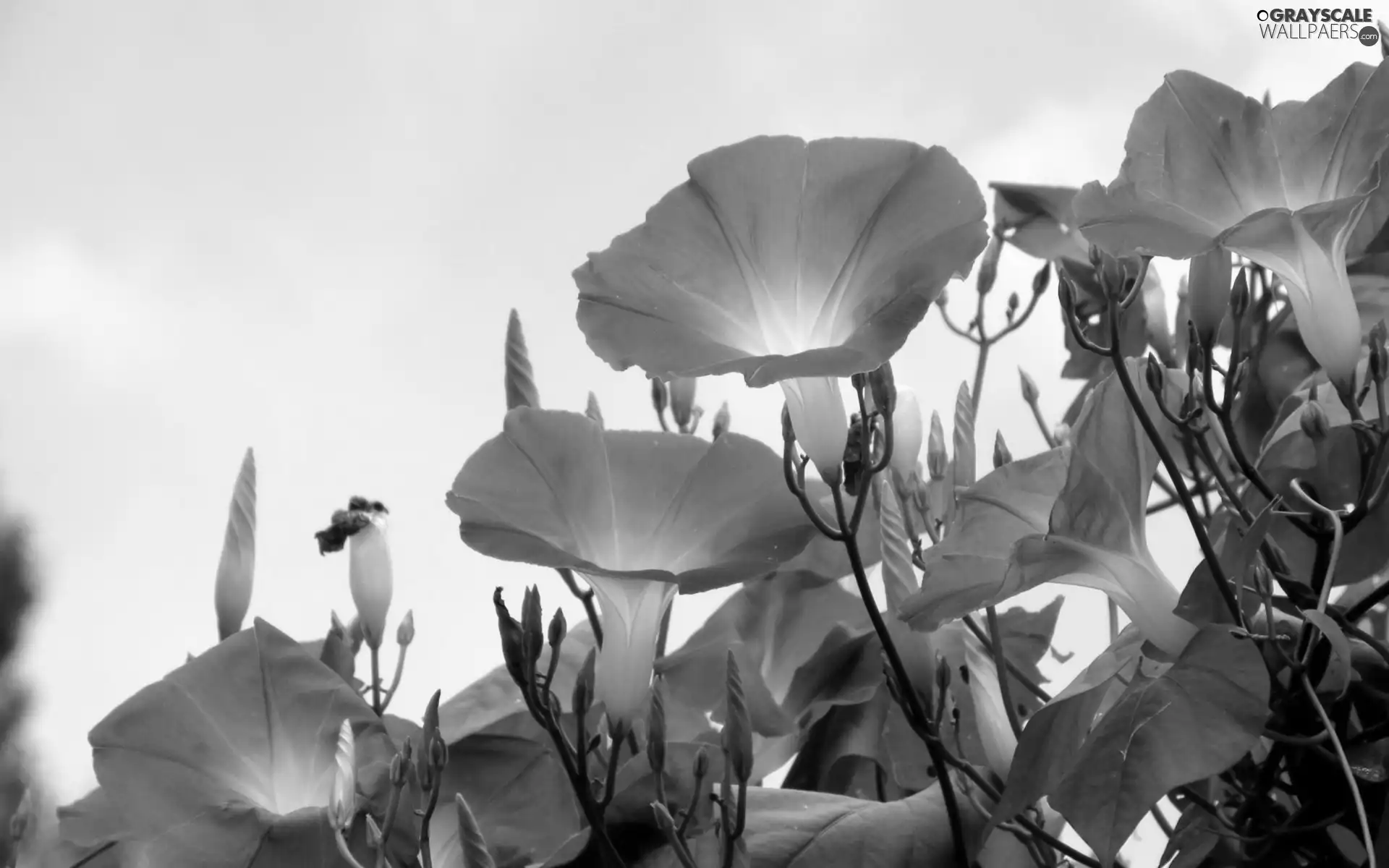 blue, bindweed