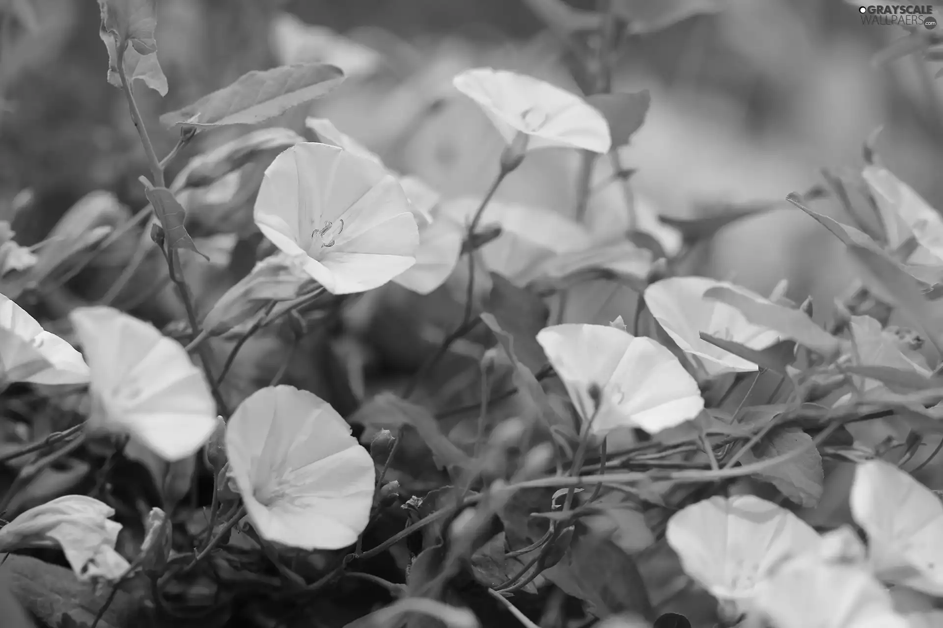 bindweed, Flowers