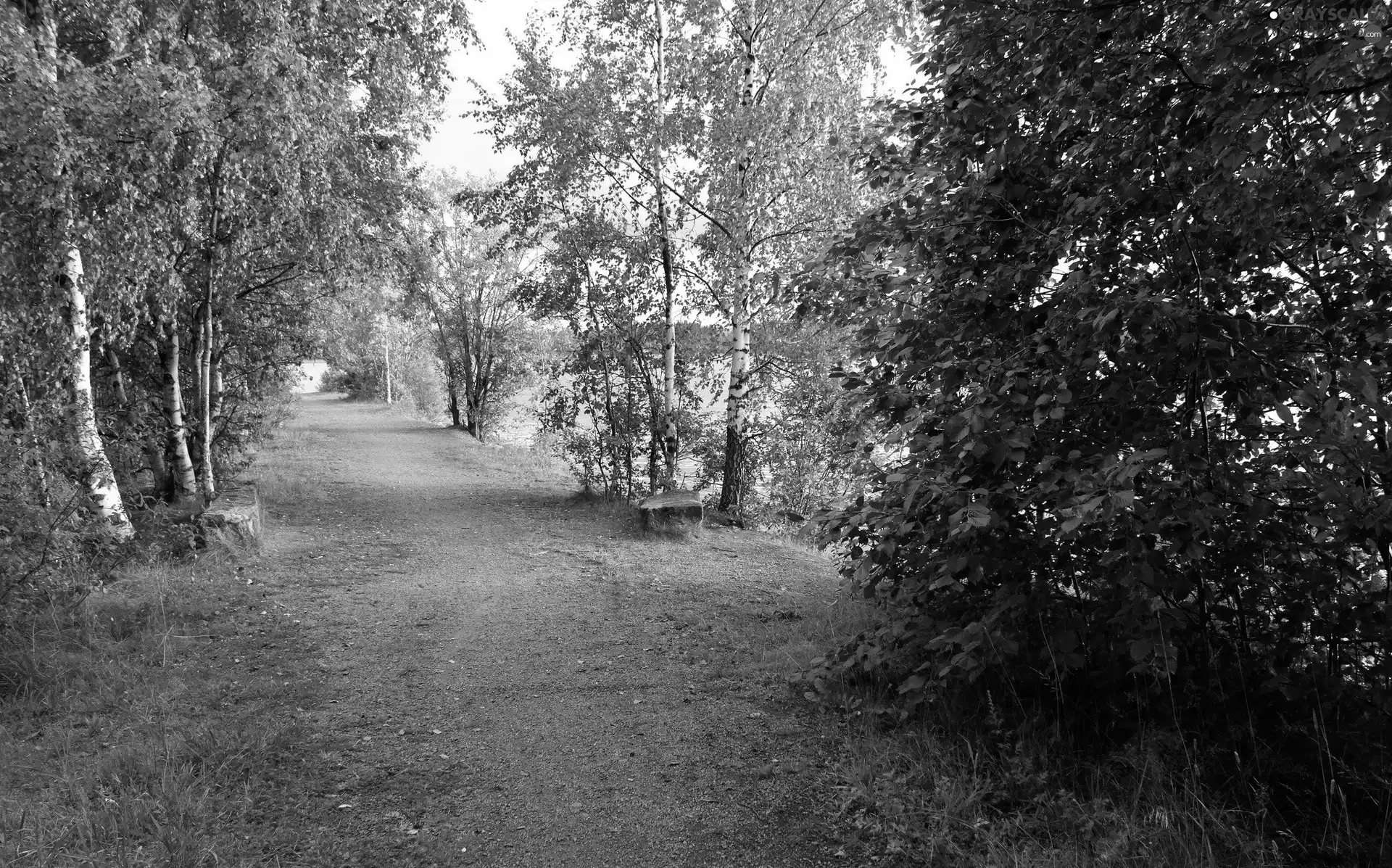 birch, autumn, forest, Way, River