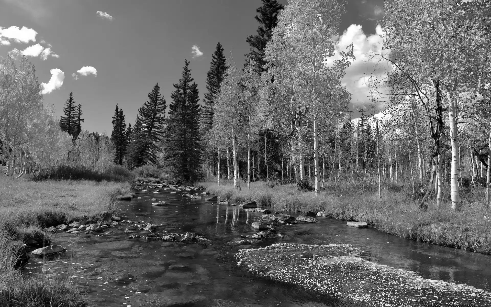 birch, River, autumn