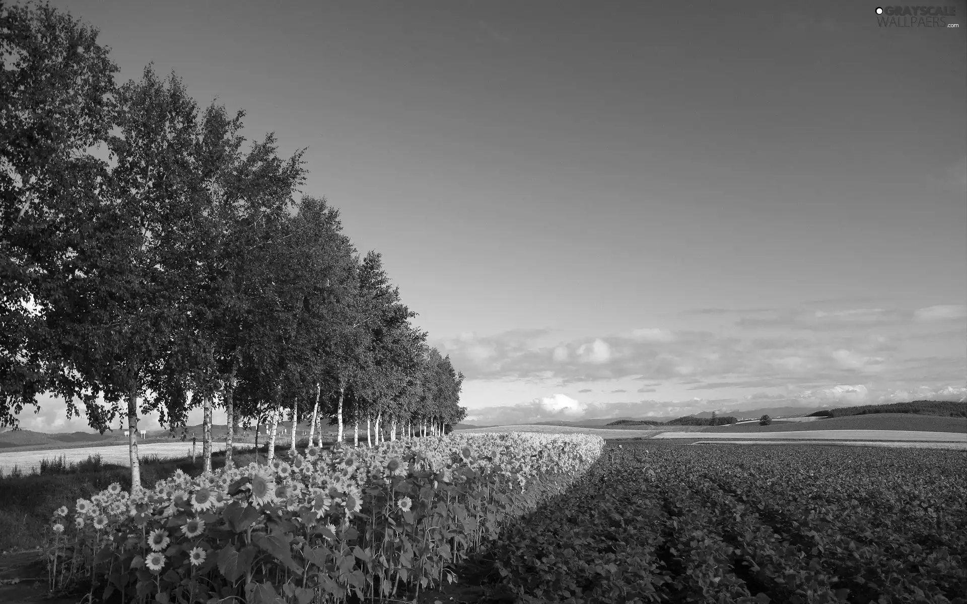 field, Nice sunflowers, birch, cultivated