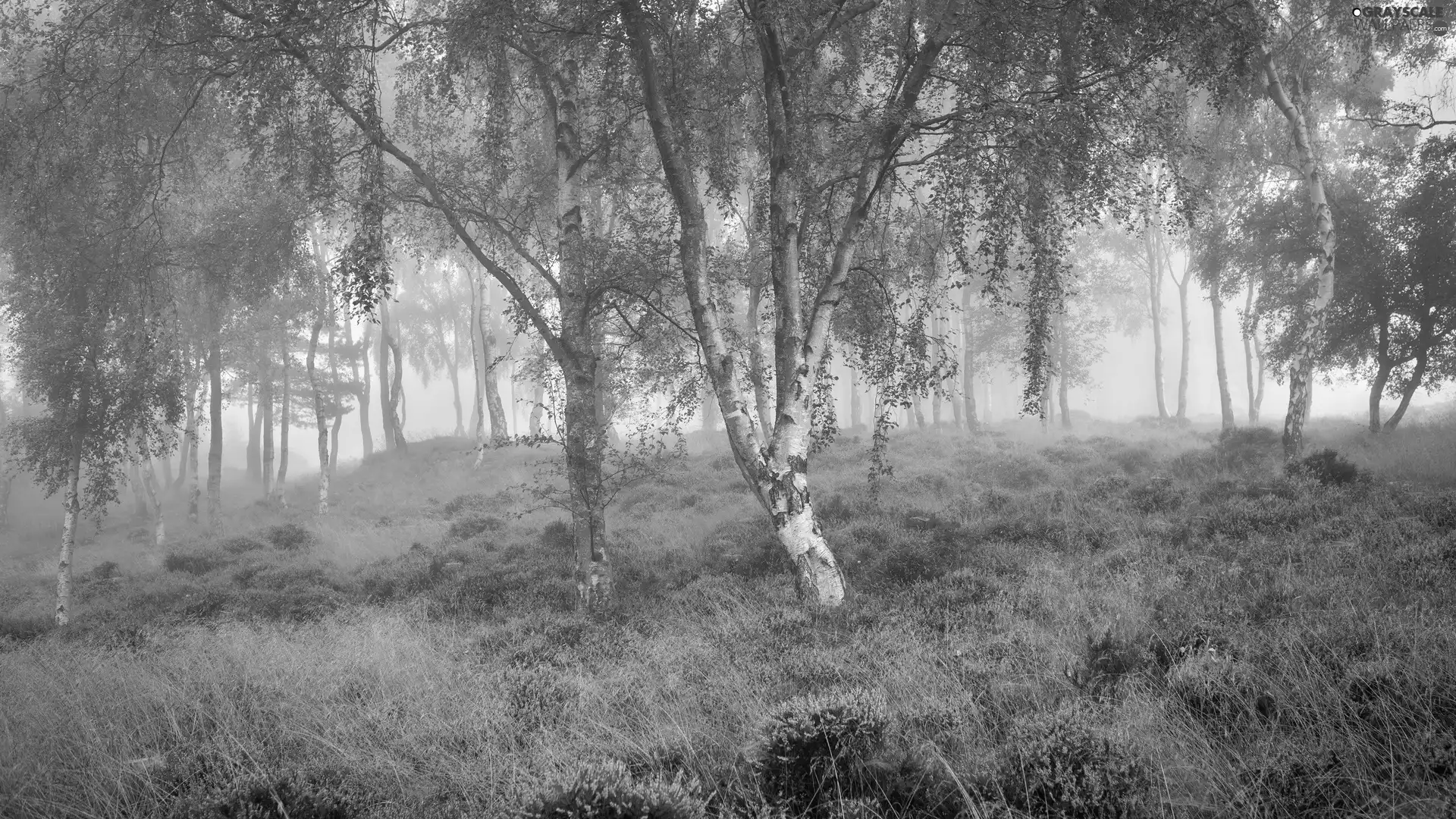 heath, heather, Fog, trees, birch, Peak District National Park, England, viewes
