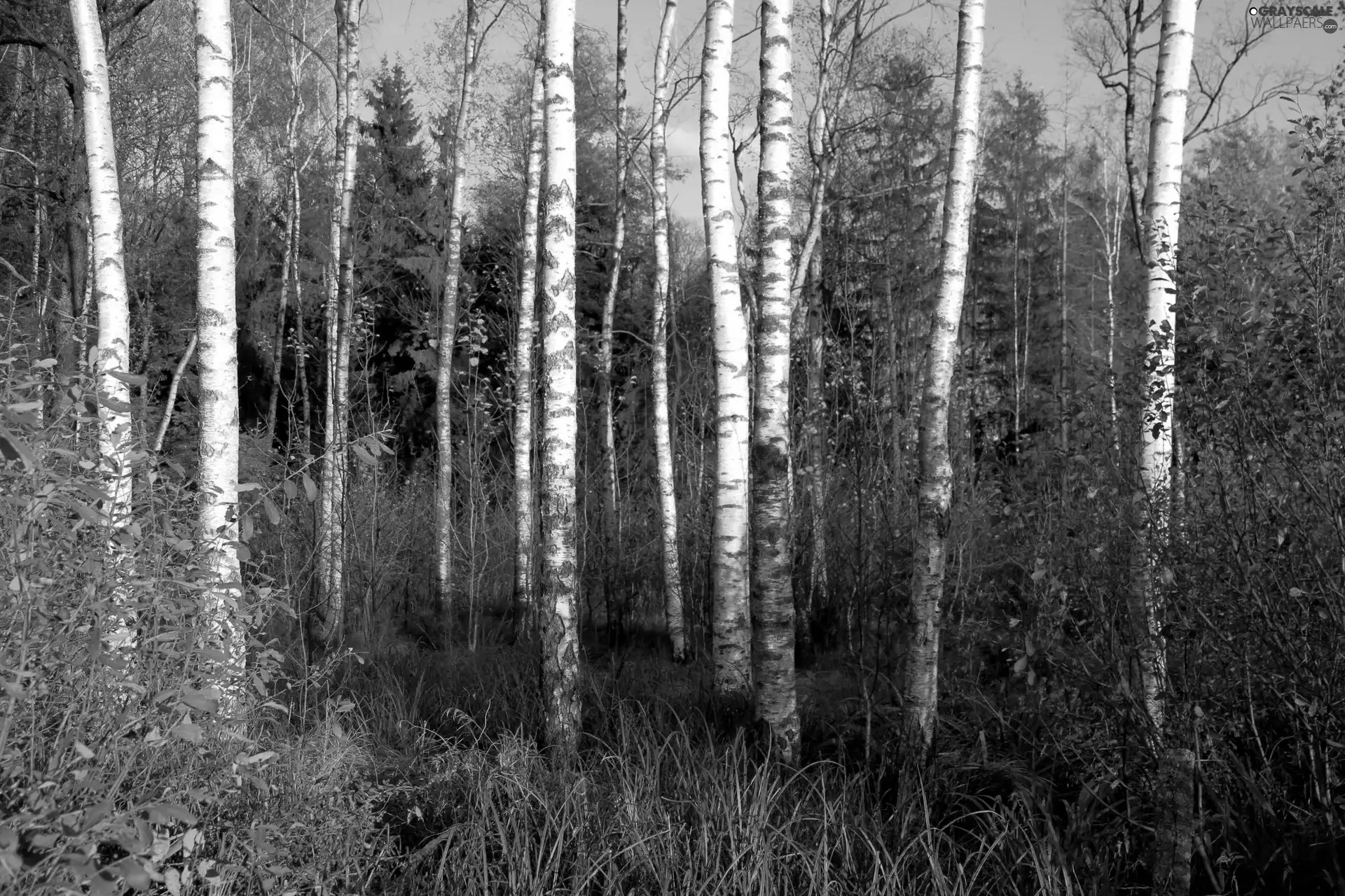 forest, birch