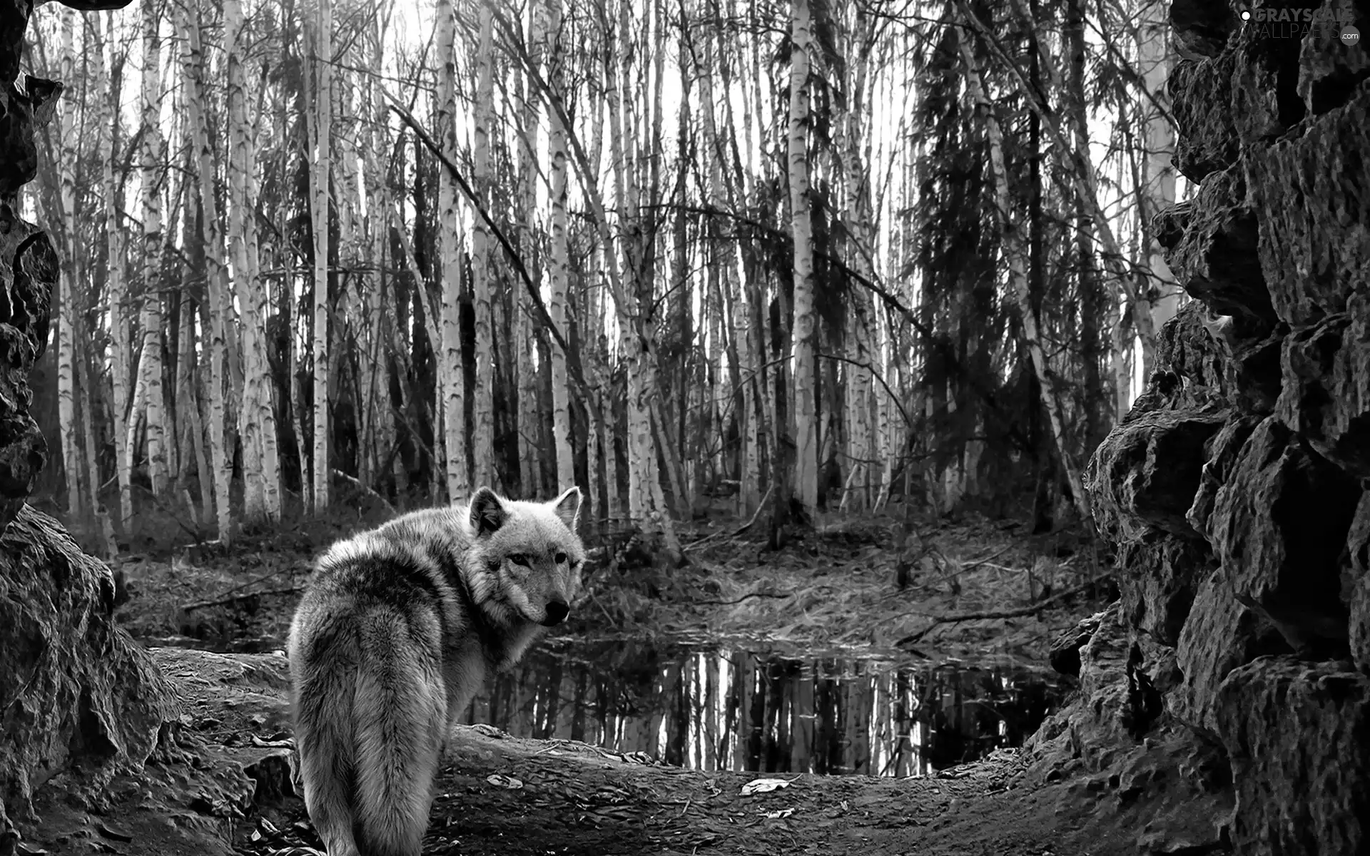 birch, Wolf, forest