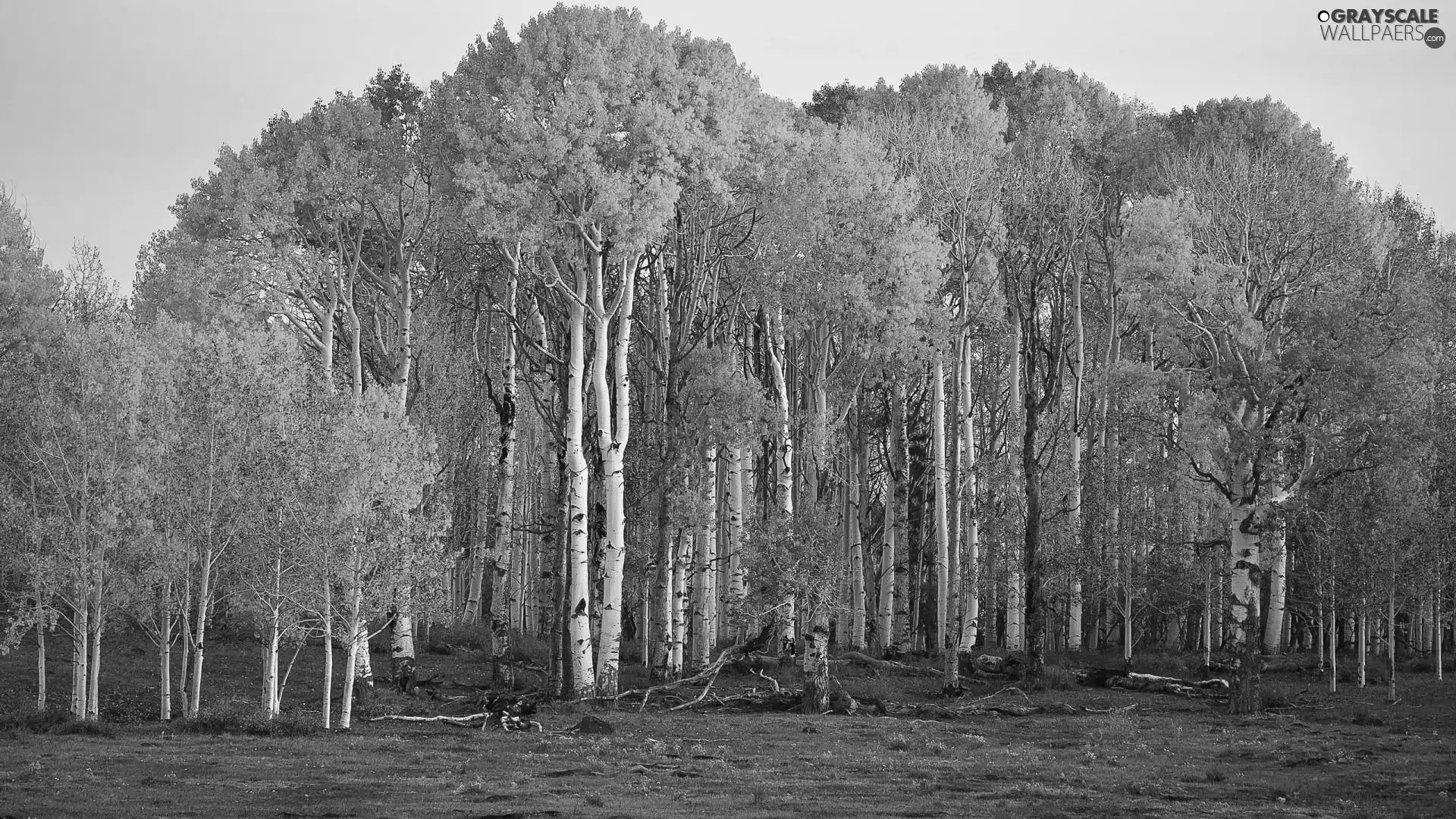 forest, birch