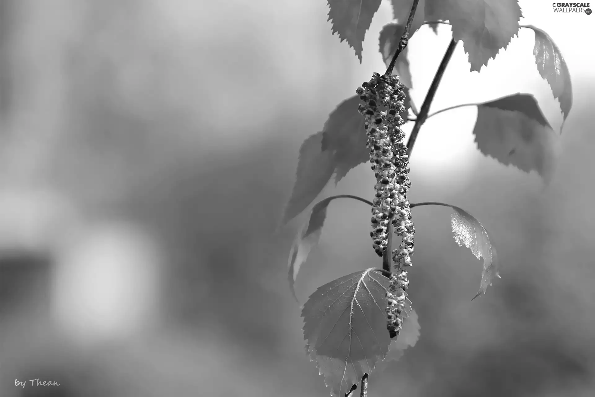 leaves, young, birch-tree