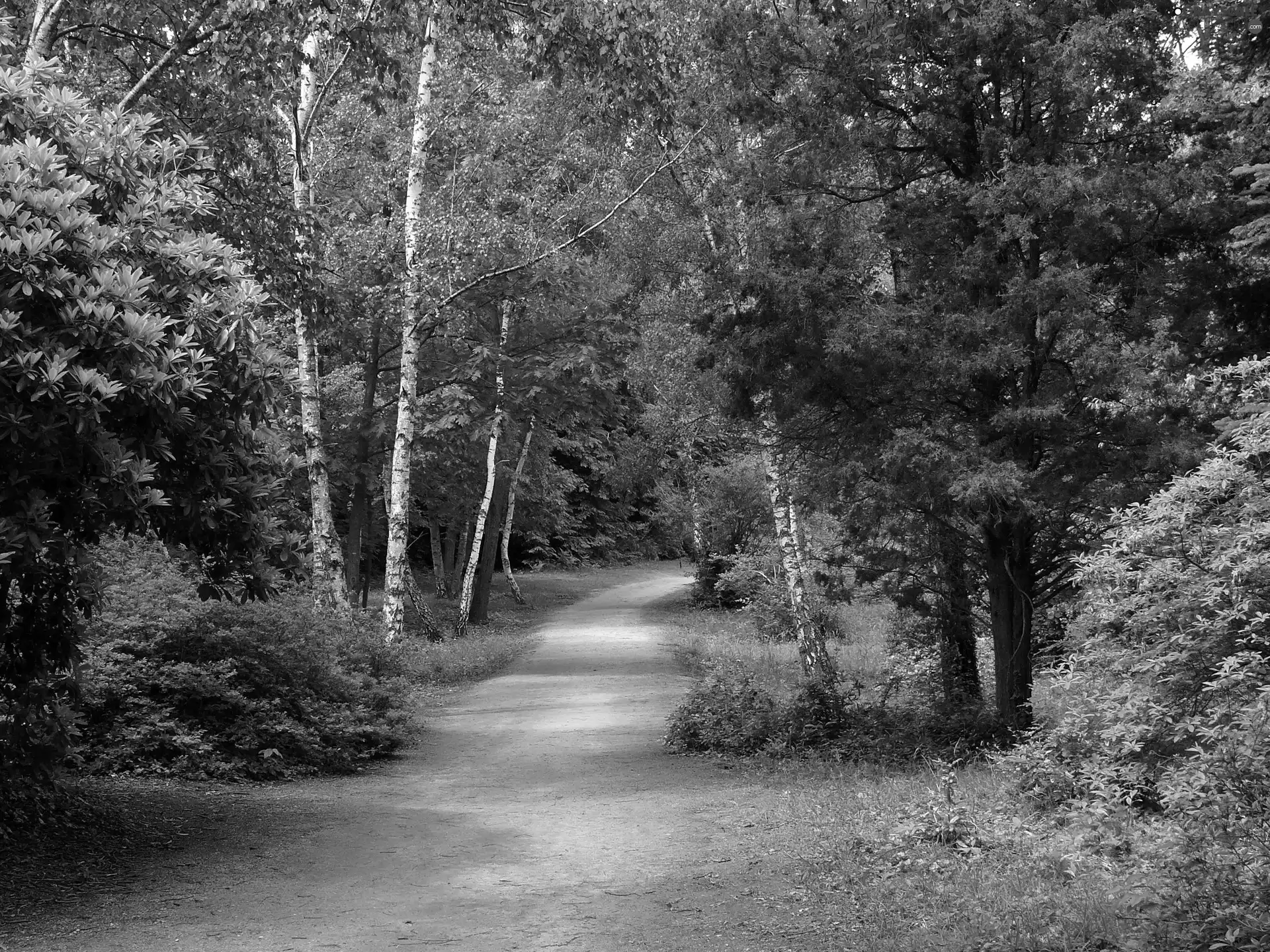 Park, Rhododendrons, birch, alley