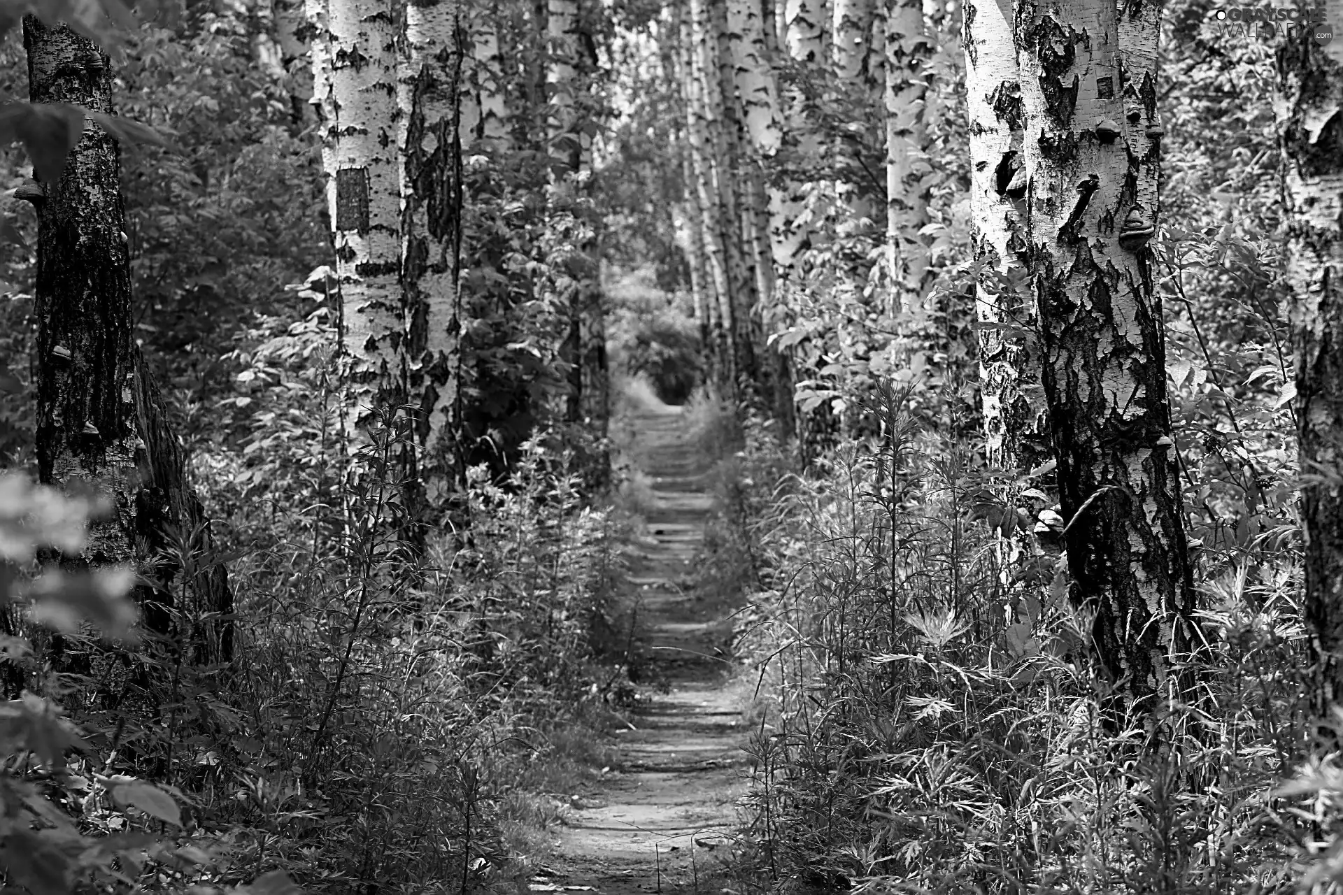 birch, forest, Path