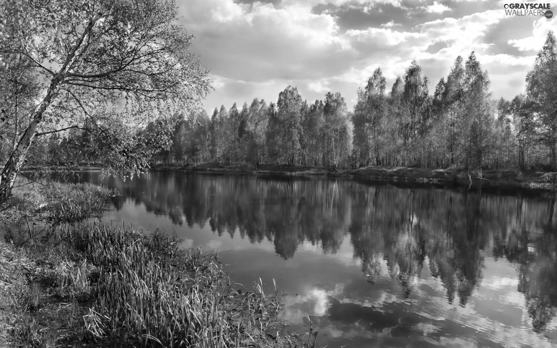 River, viewes, birch, trees