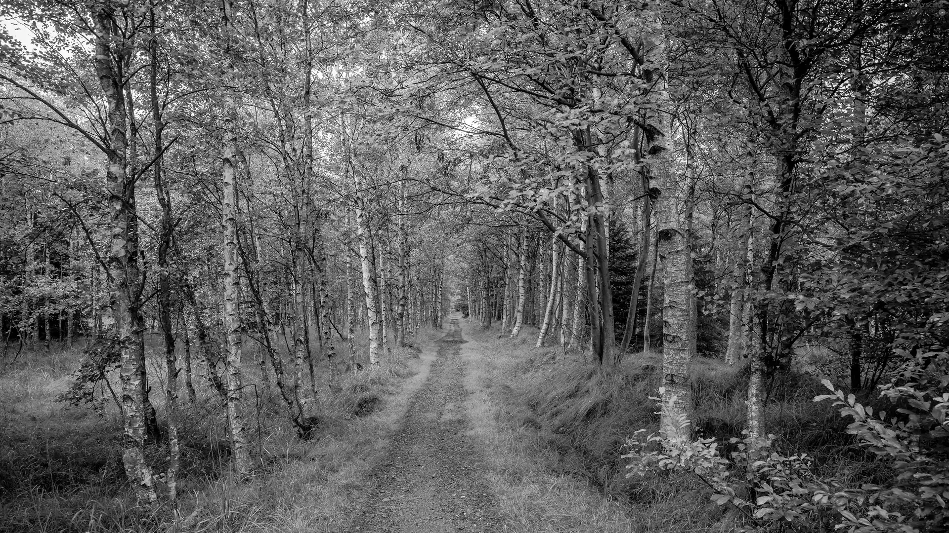 Path, birch, trees, viewes, forest