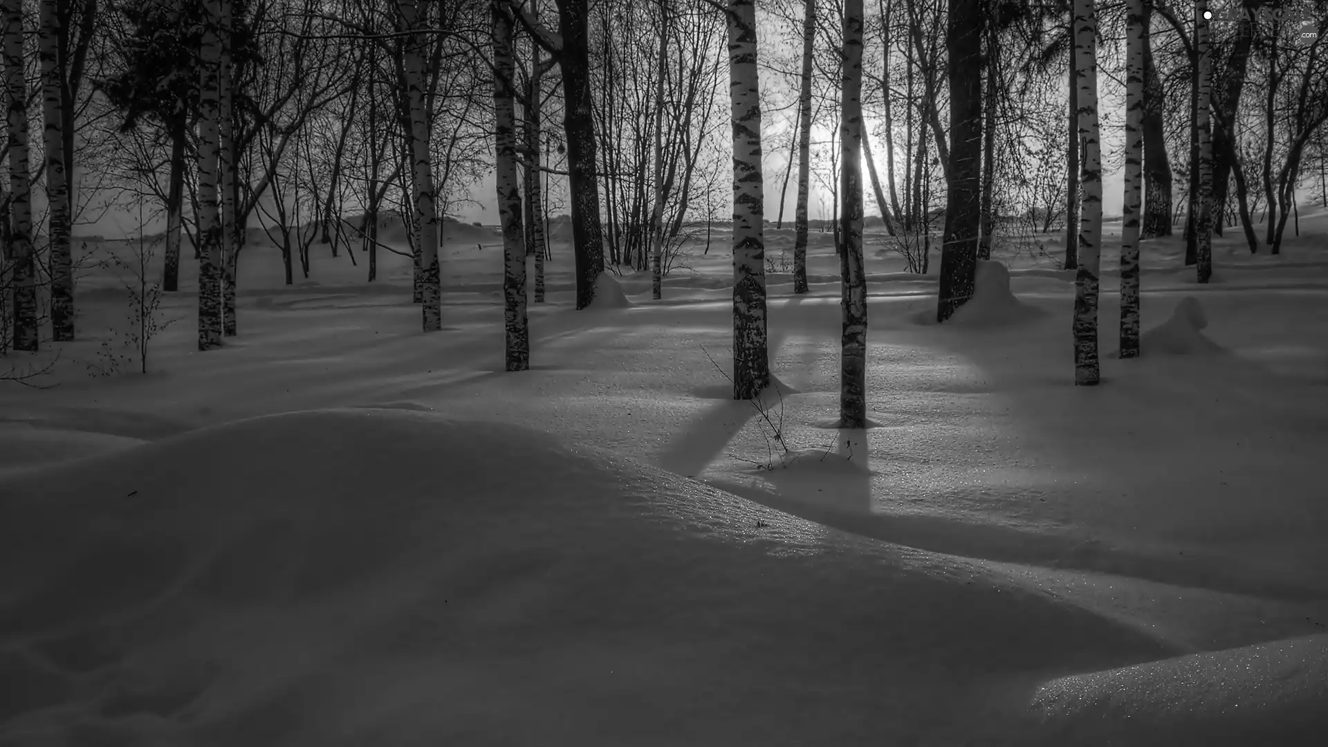 viewes, birch, winter, drifts, sun, trees, forest, east