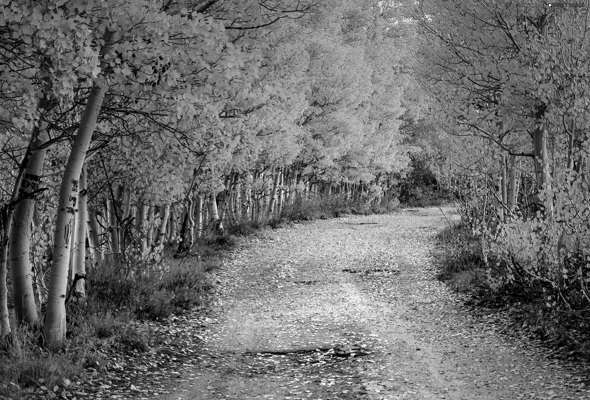 birch, autumn, Way