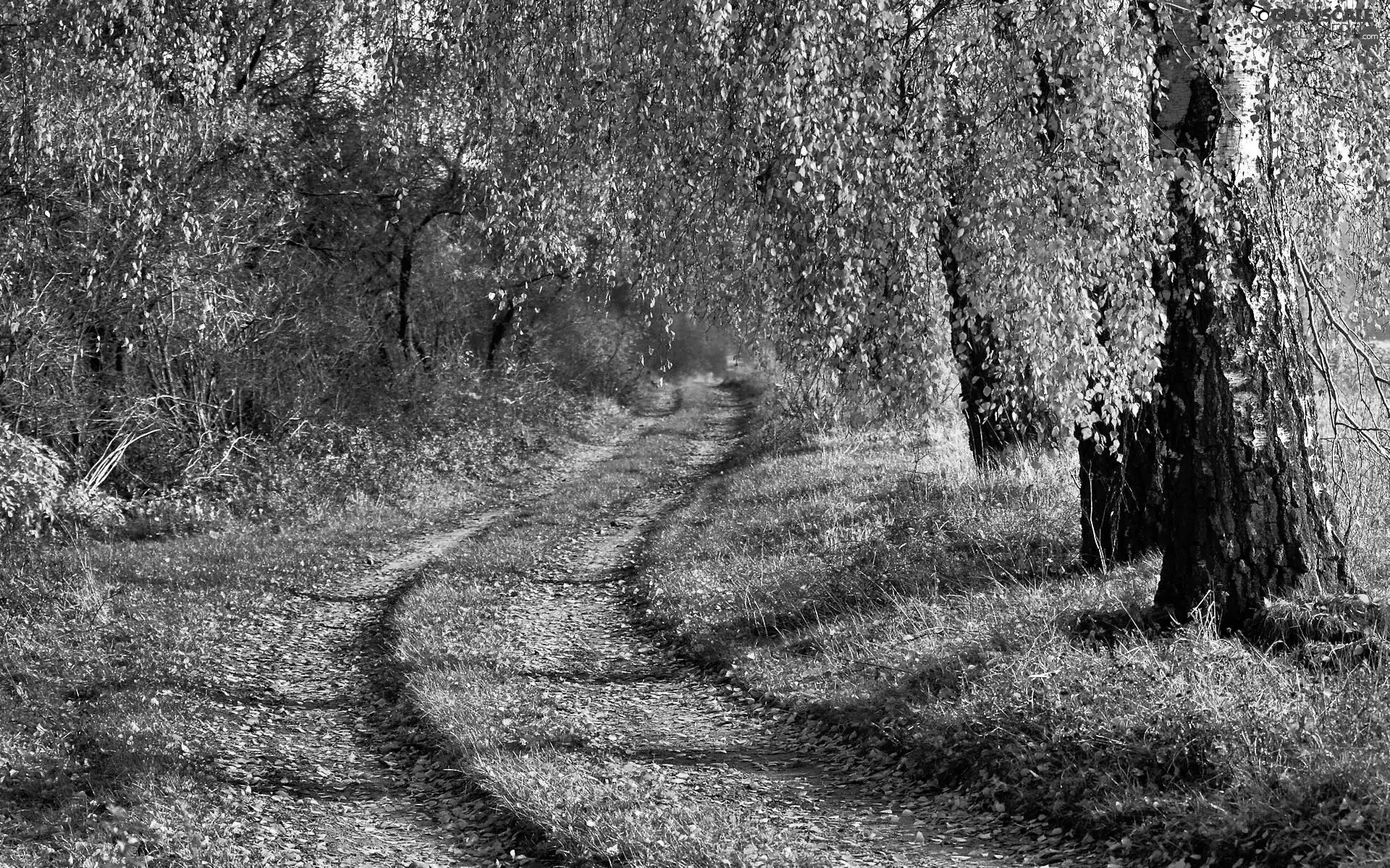 birch, autumn, Way