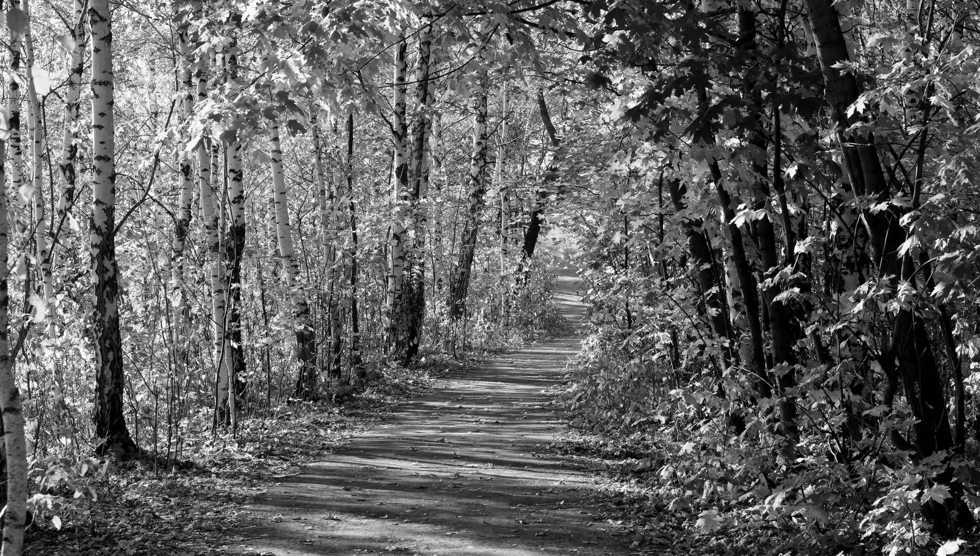 birch, forest, Way