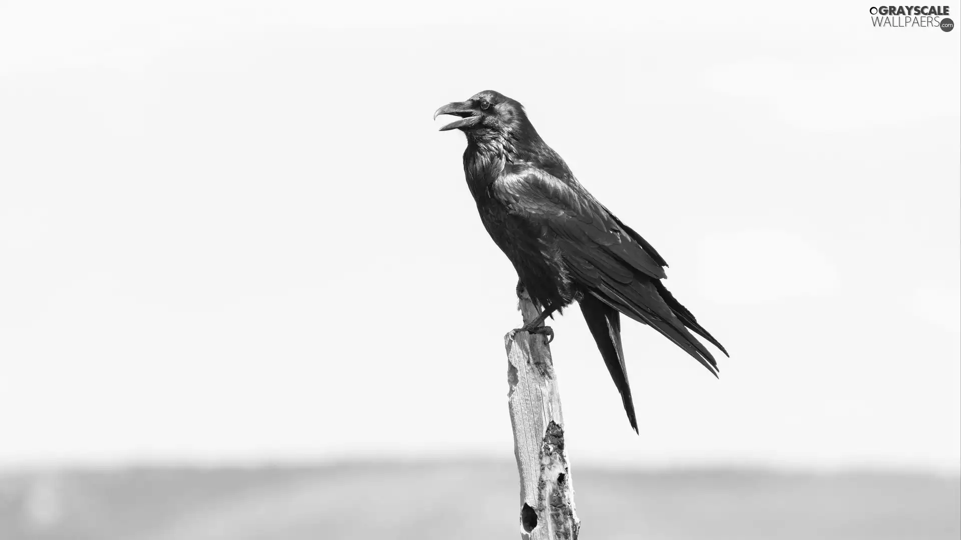 Bird, Crow, Black