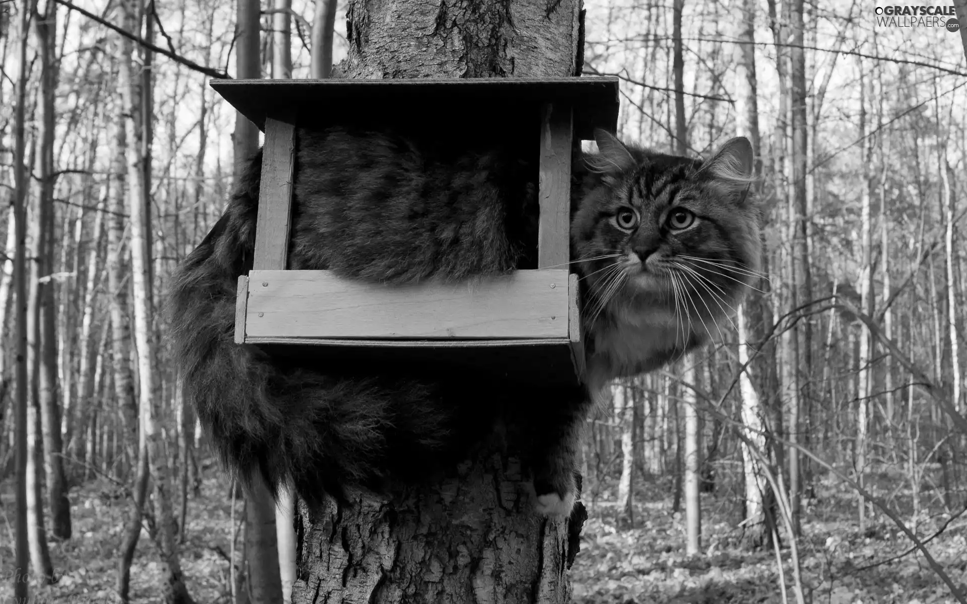cat, viewes, Bird, trees