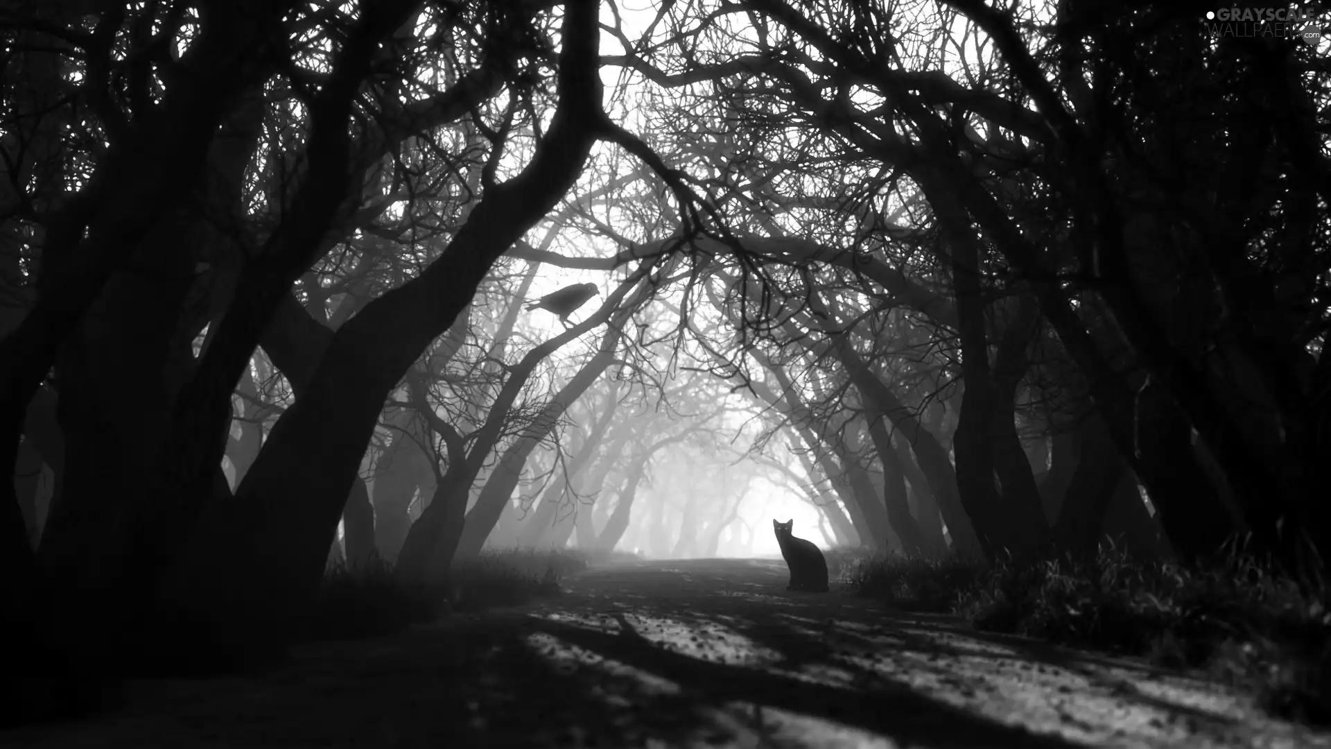 Bird, cat, trees, viewes, Way