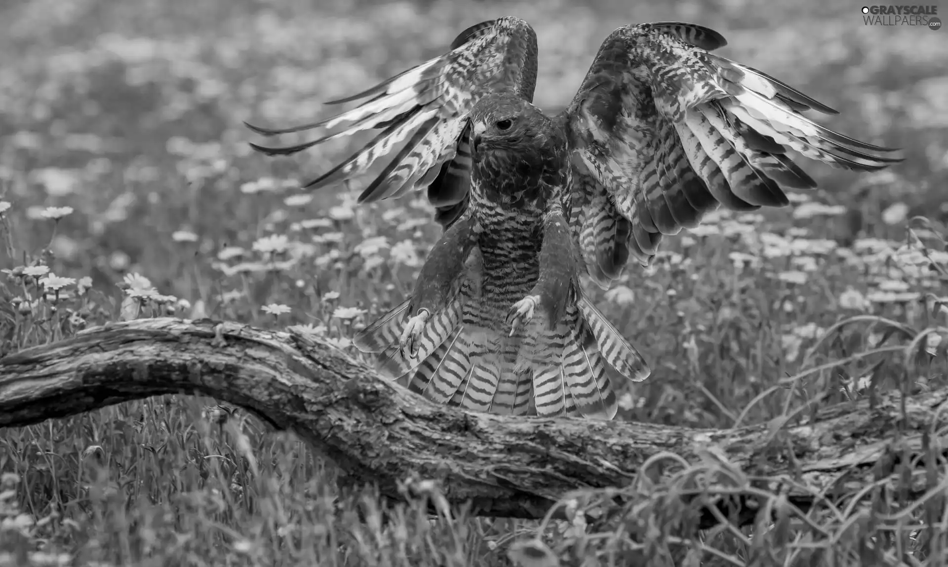 Flowers, Meadow, falcon, Lod on the beach, Bird