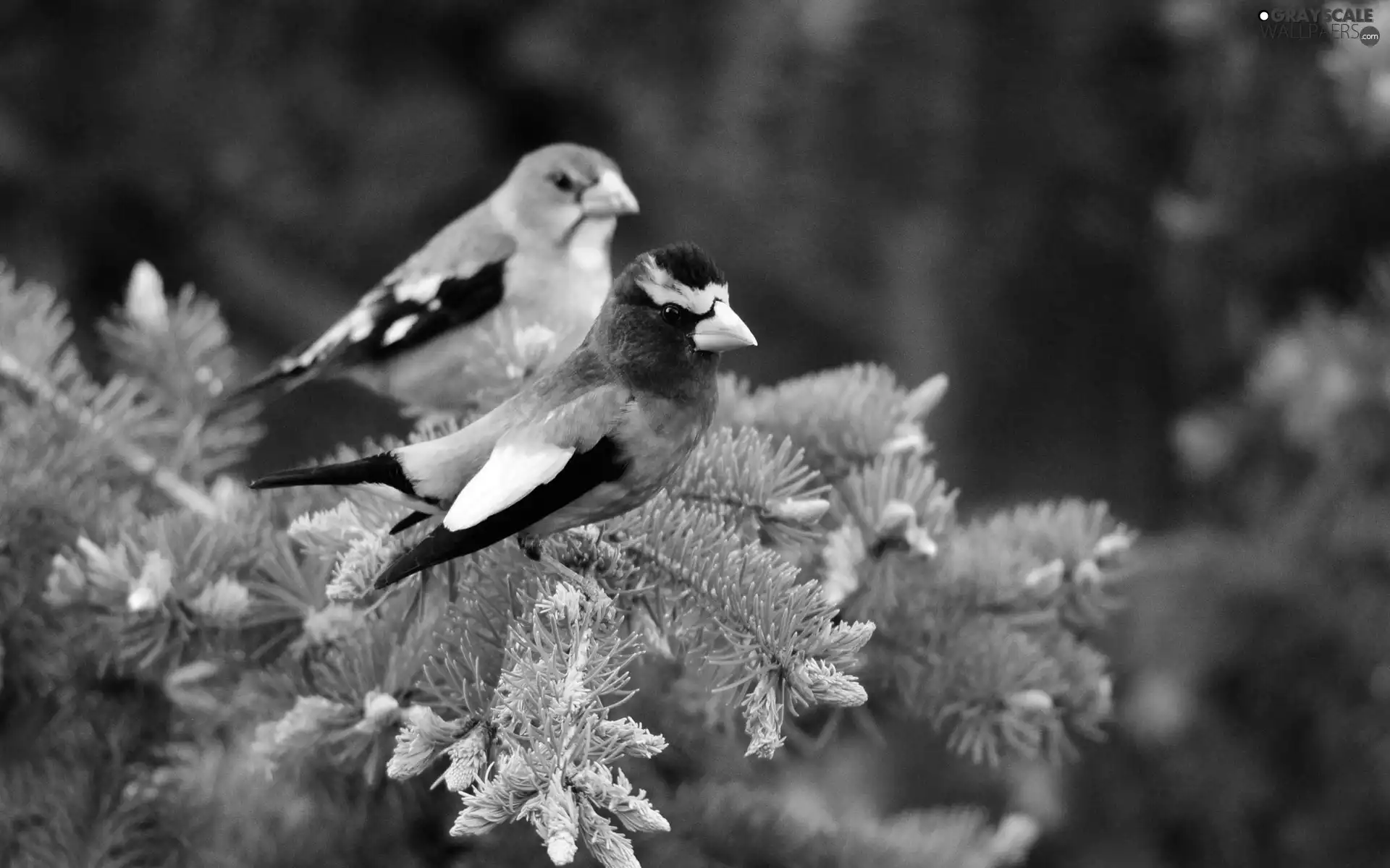 Bird, hawfinch, Grosbeak