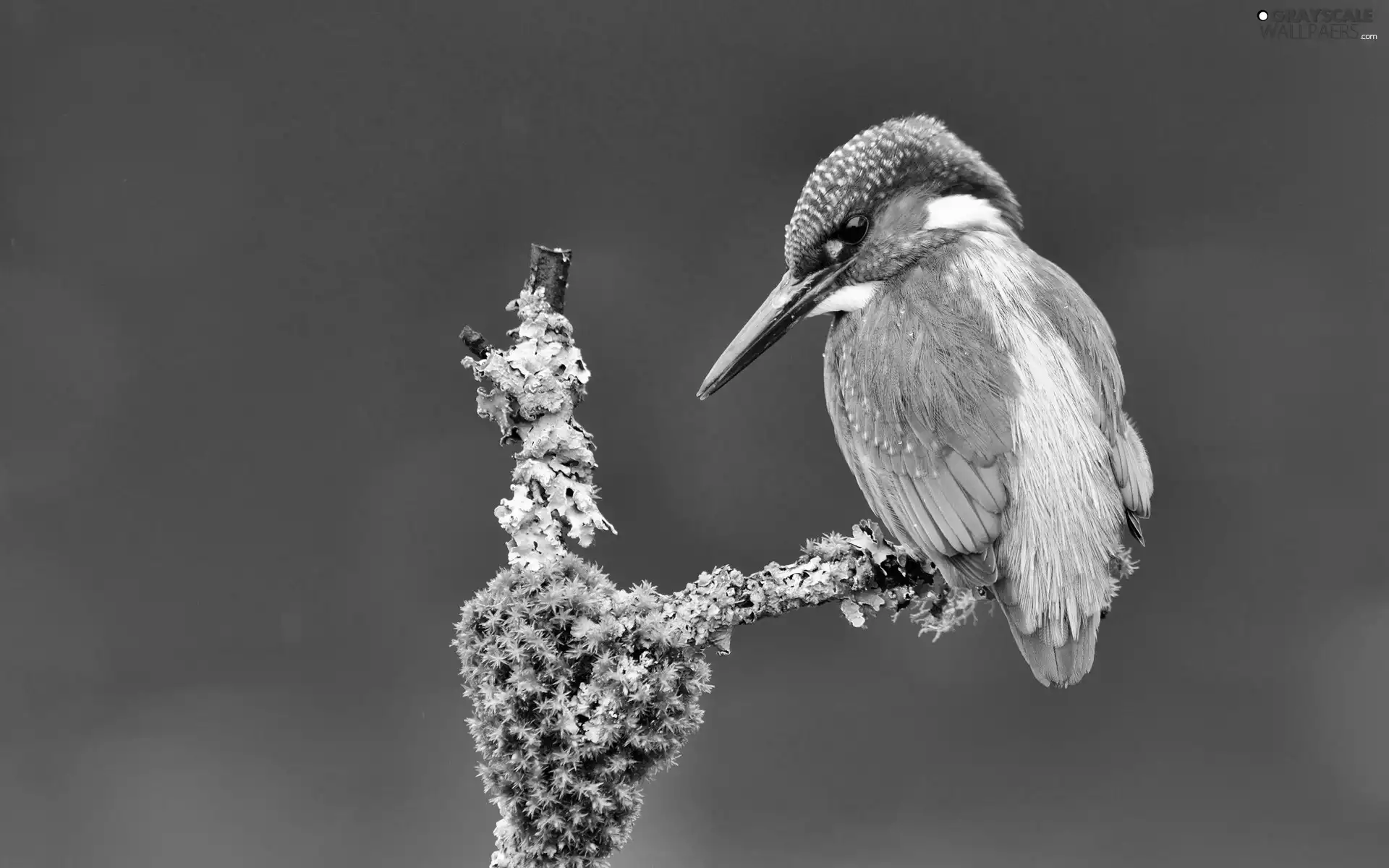 kingfisher, Bird
