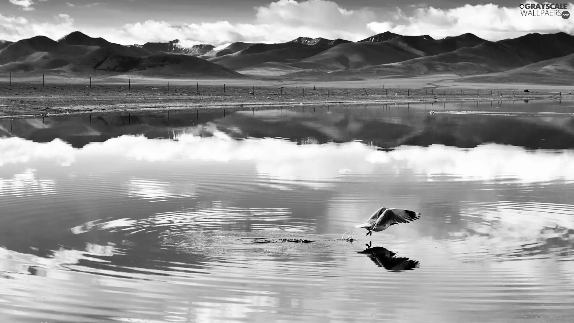 lake, clouds, Bird, Mountains