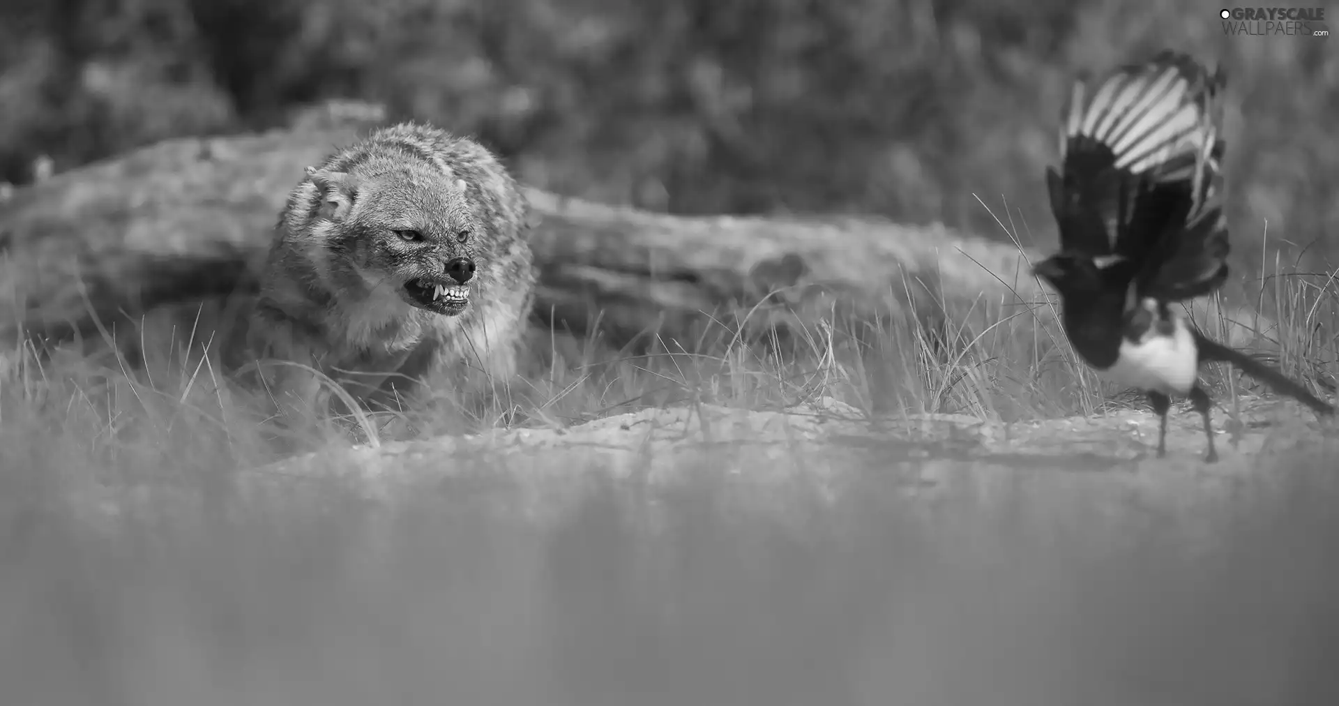 hunting, Jackal, grass, Lod on the beach, Meadow, Bird