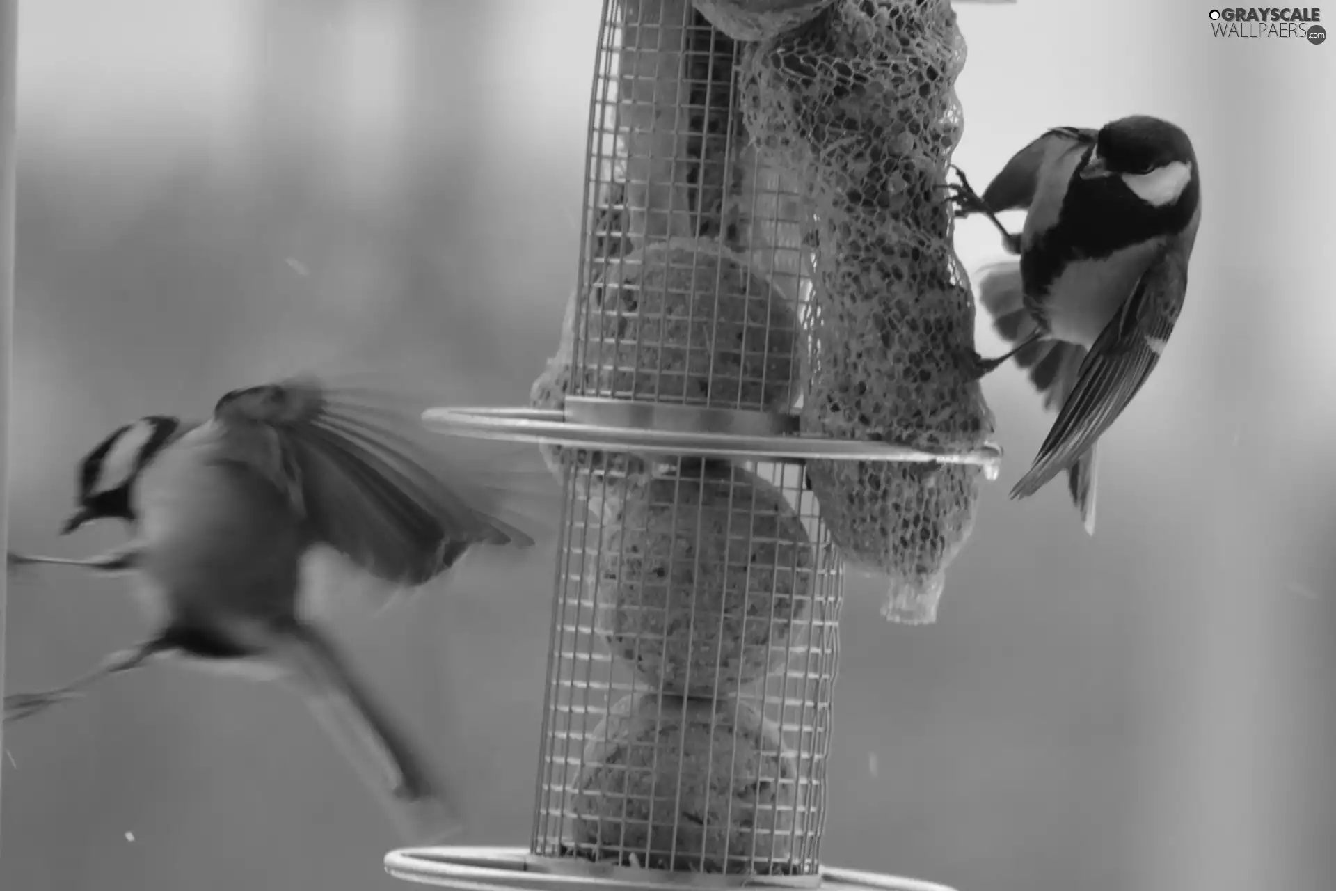 motion, Chickadees, Bird feeder