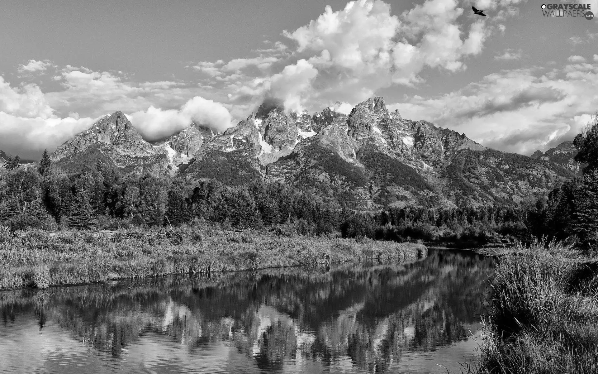 Mountains, woods, Bird, River