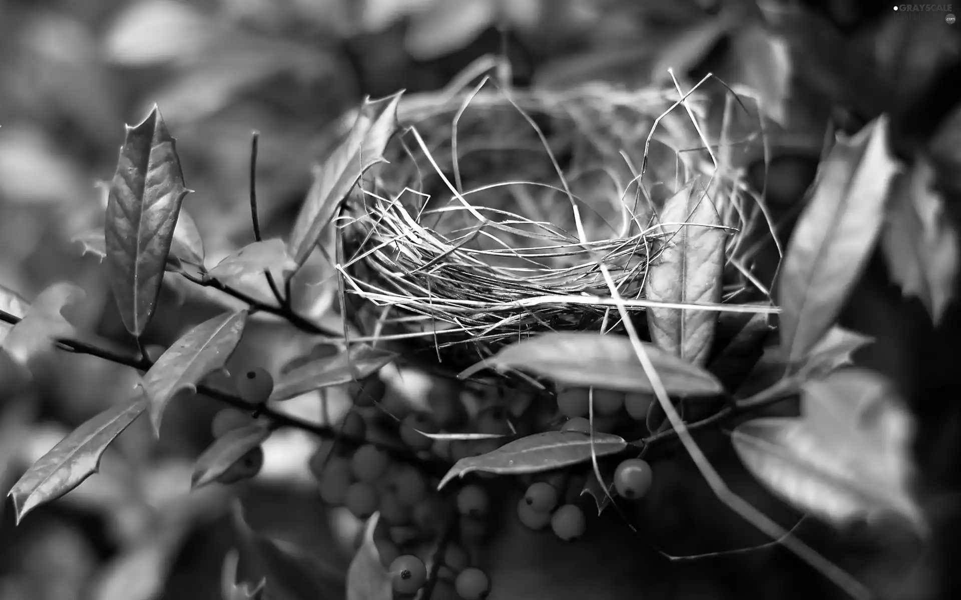 Bird, Plant, nest