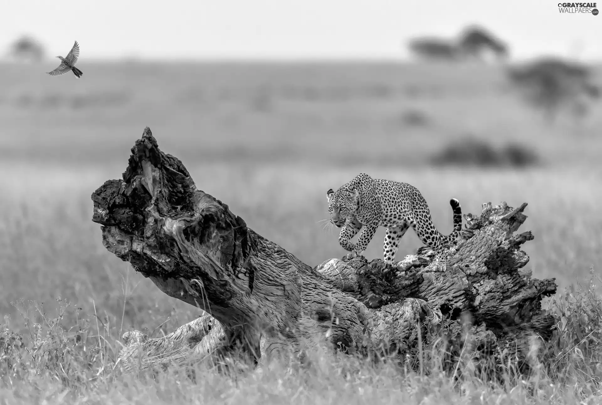 savanna, trees, Bird, Leopards