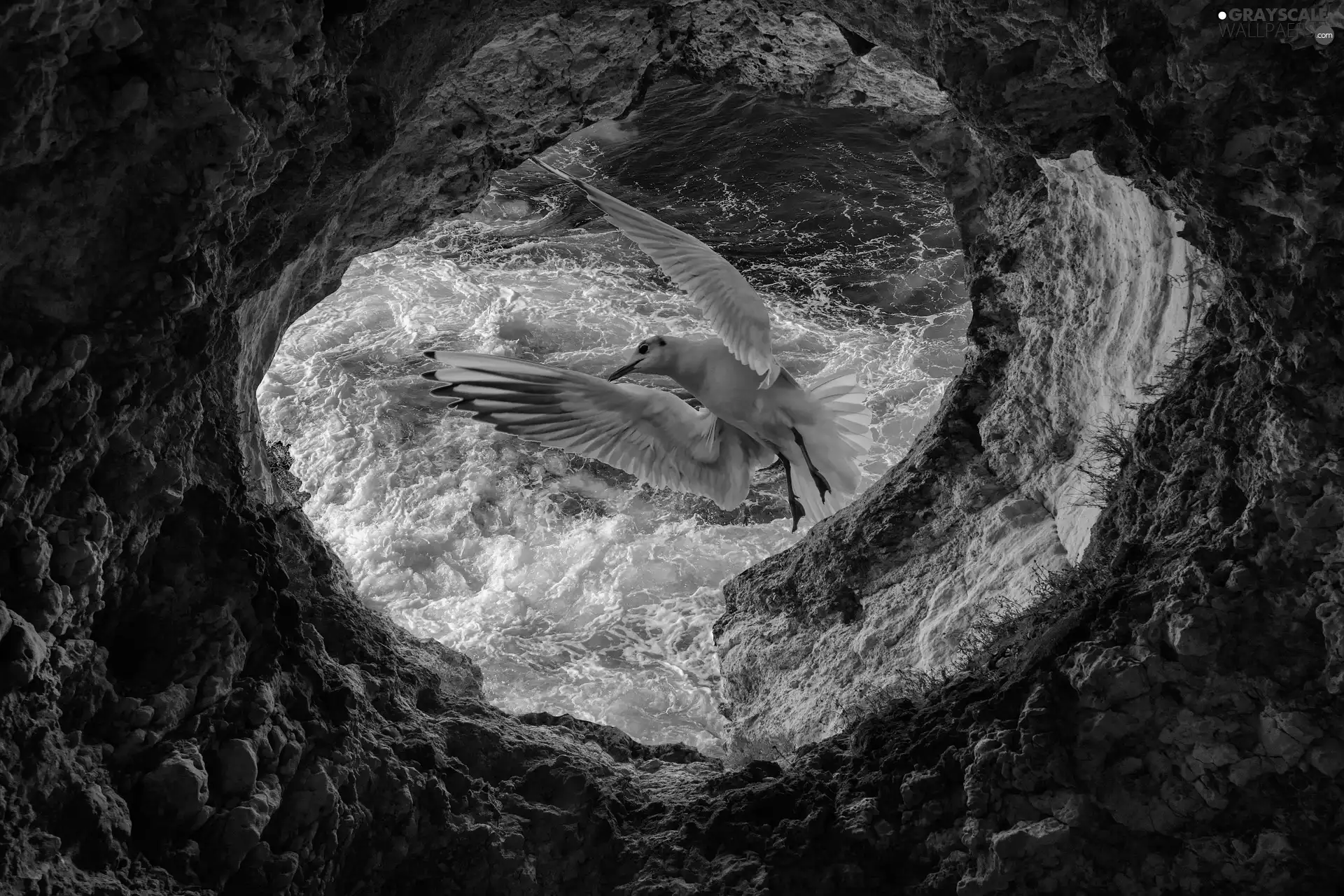 seagull, Rocks, sea, Bird, cave, Waves, photomontage