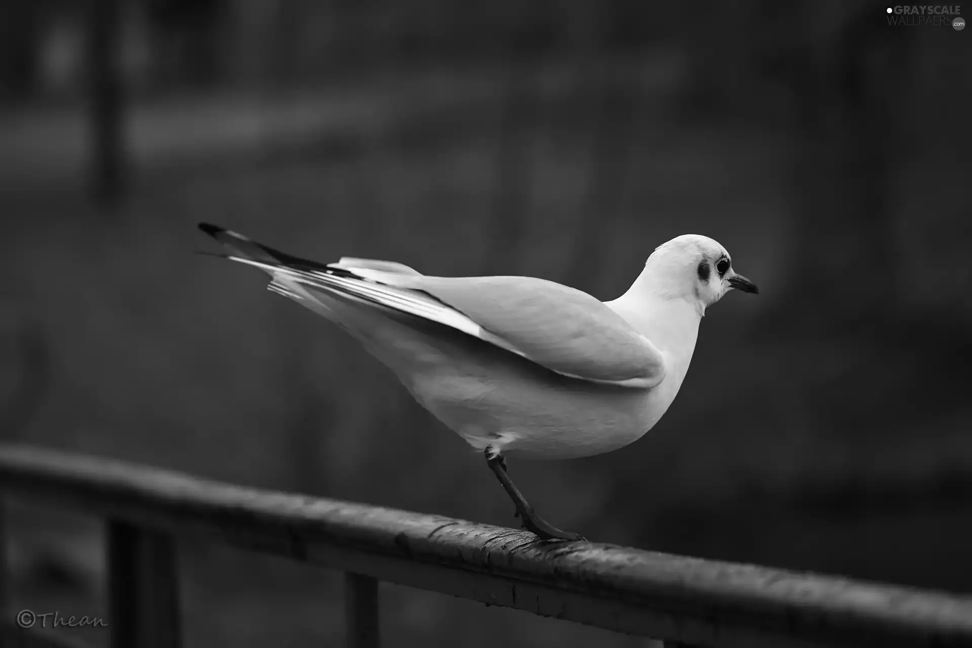 seagull, White, Bird, Gull