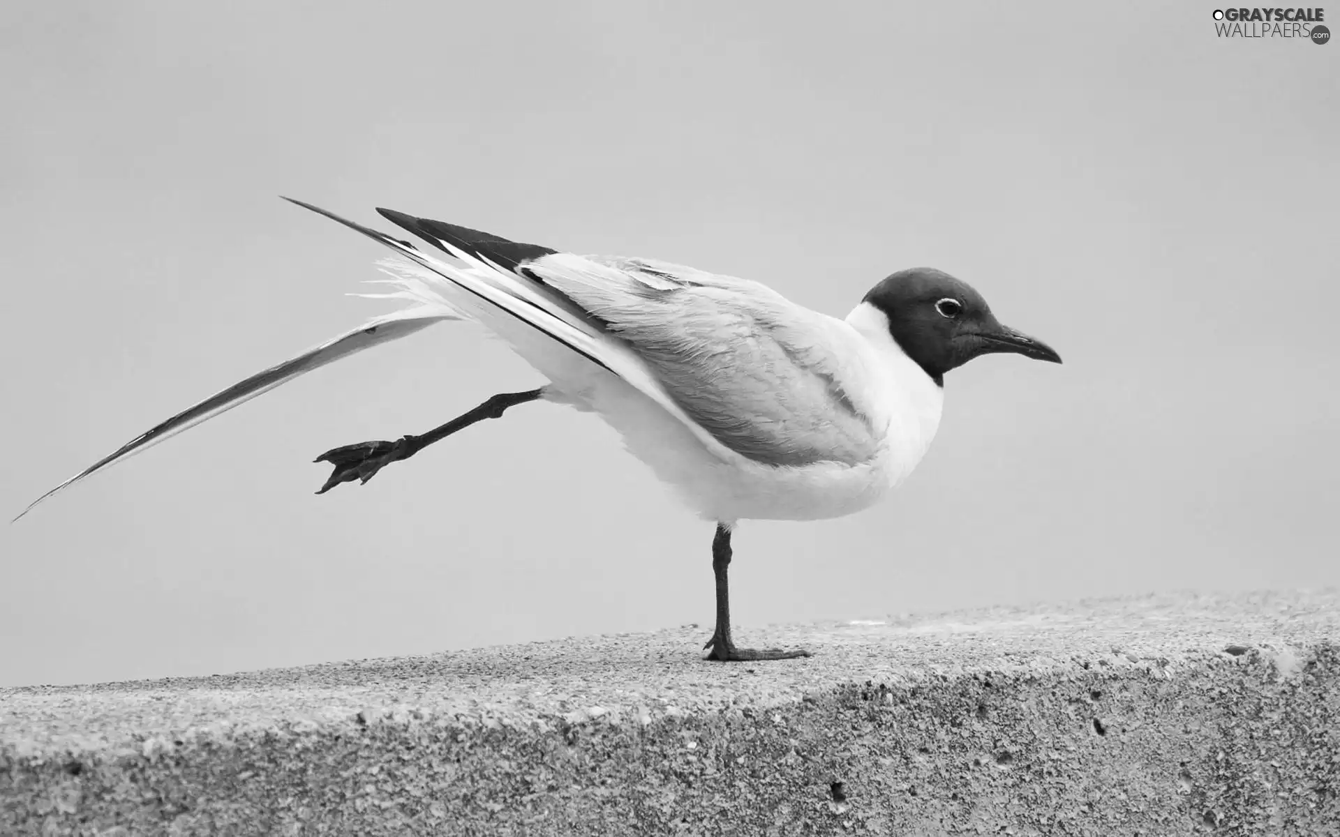 seagull, Bird