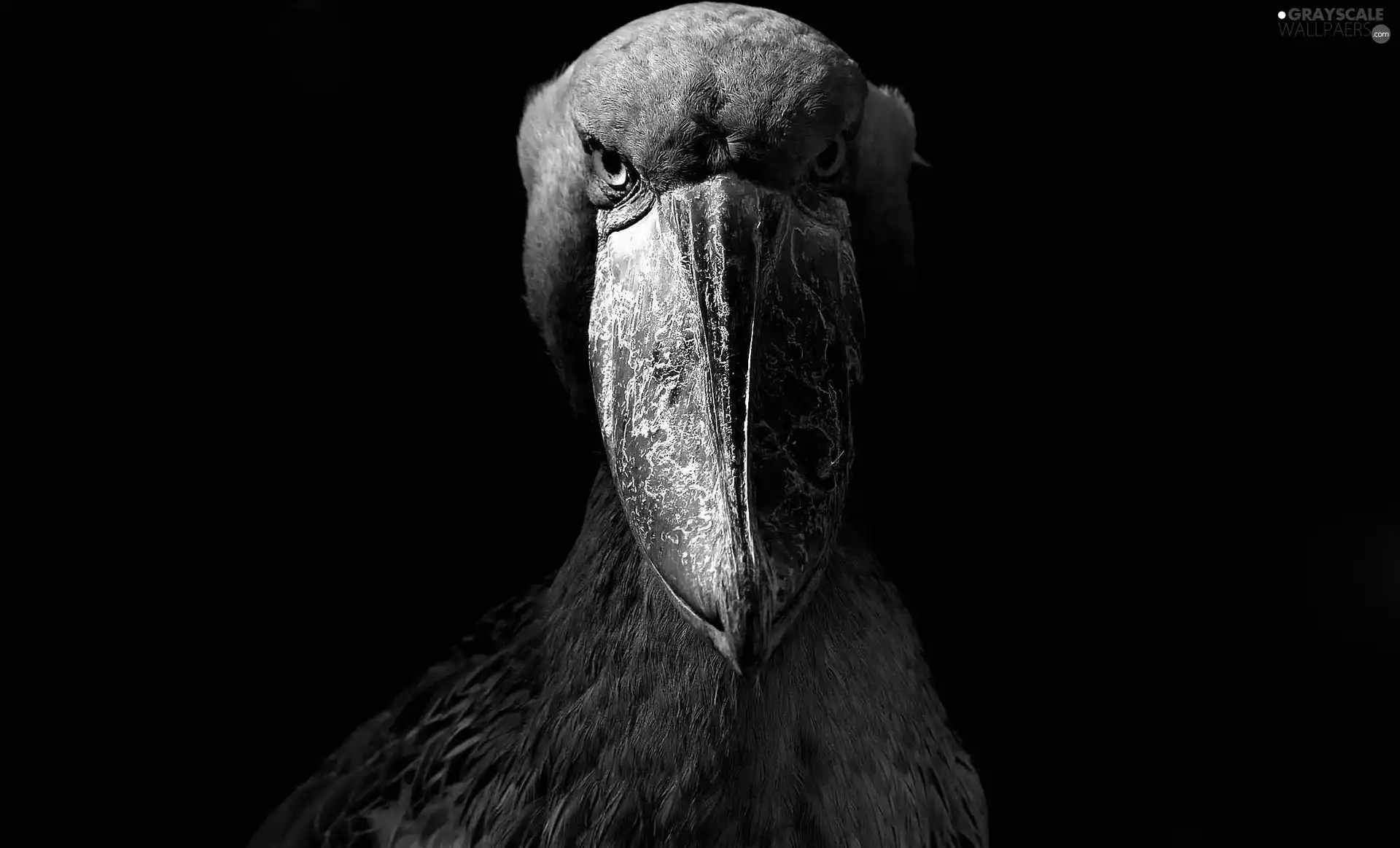 Shoebill, Bird