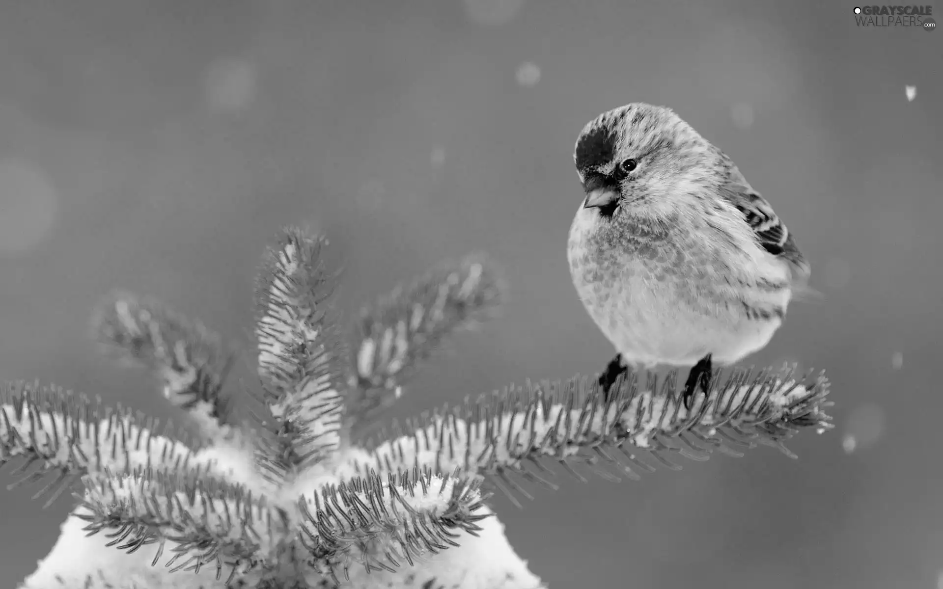 Bird, conifer, snow