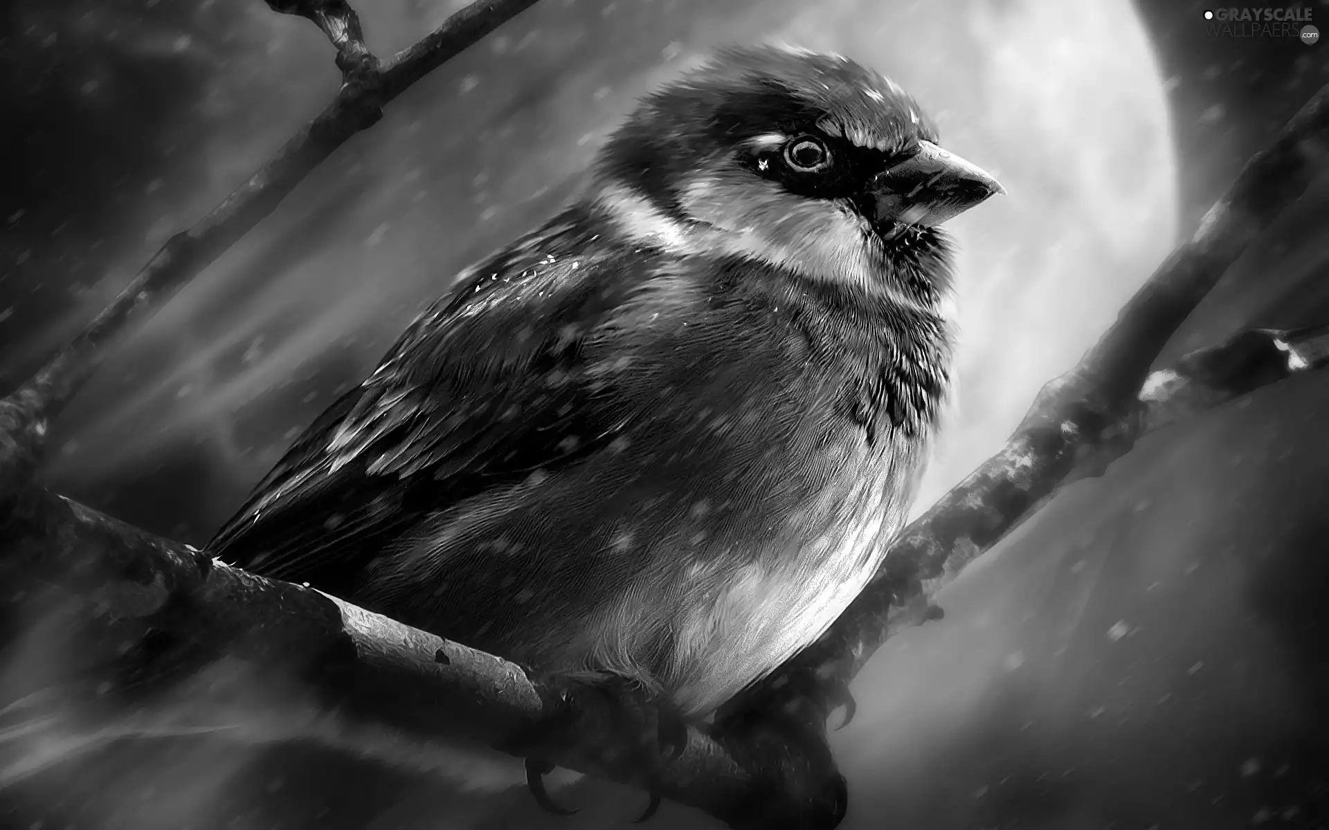 sparrow, Bird